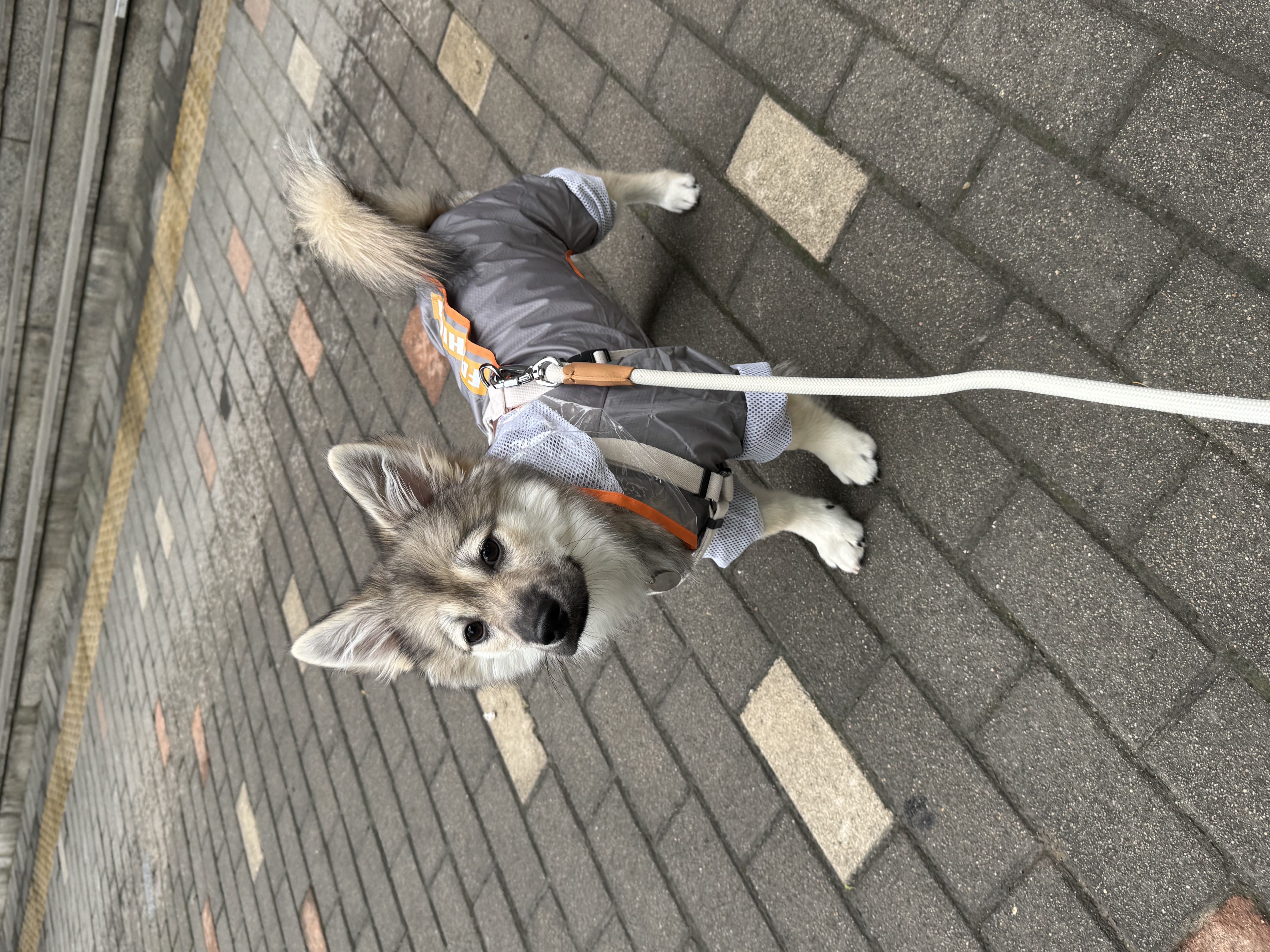 후추(대복이) 두달째 🤭