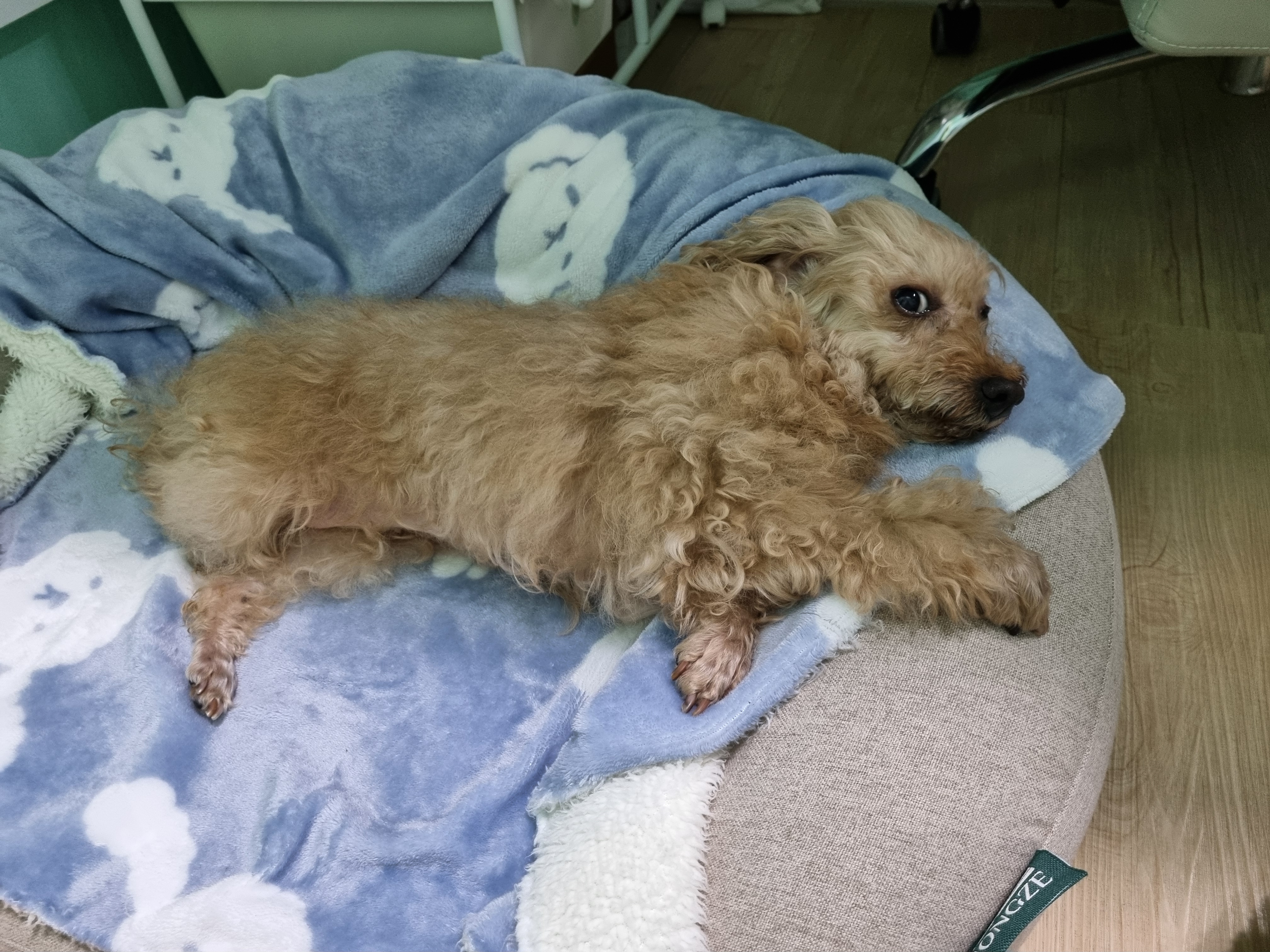 곤지암 구조견 봄이(예명 오순이) 4년차 입양후기
