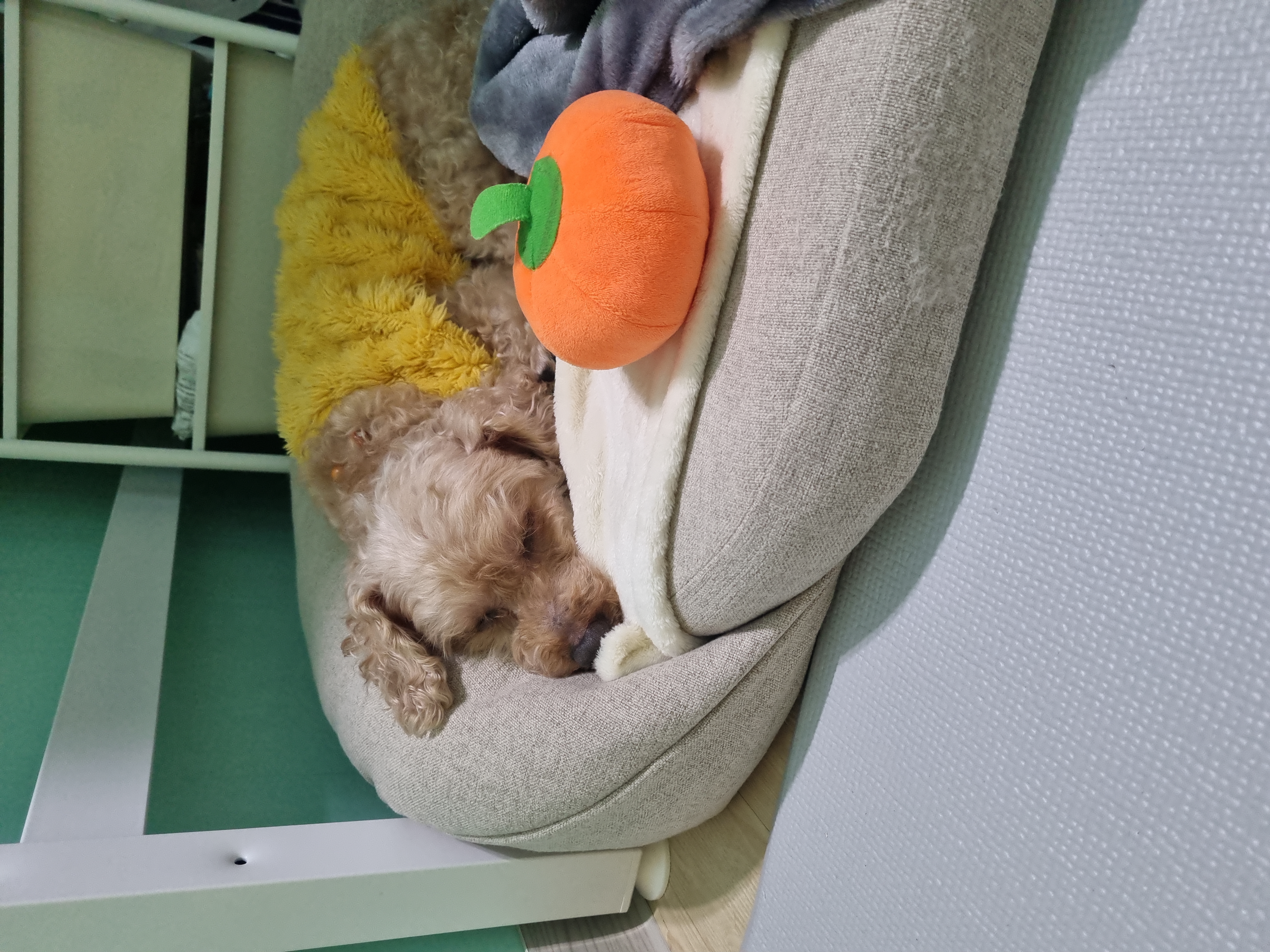 곤지암 구조견 봄이(예명 오순이) 4년차 입양후기