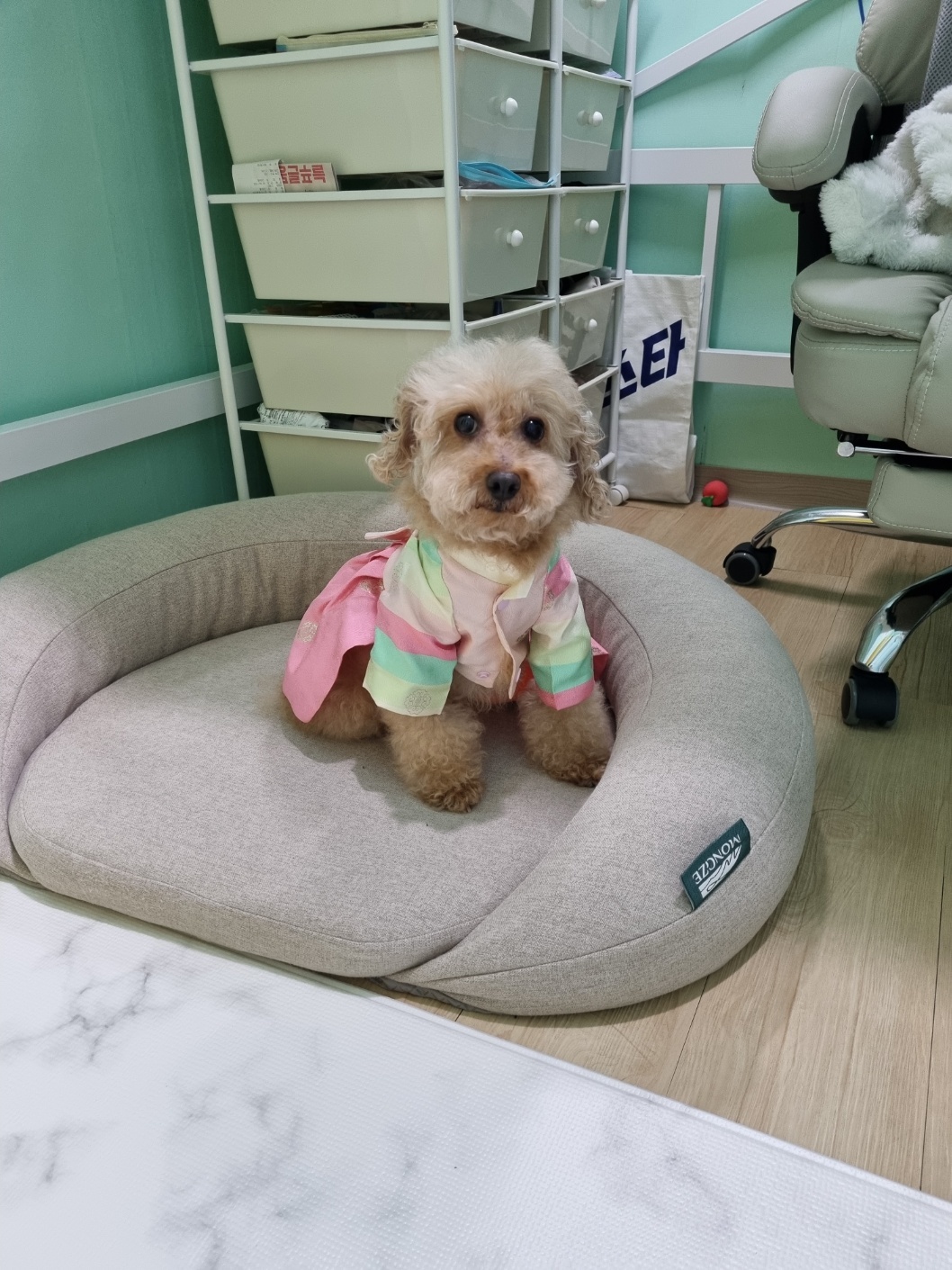곤지암 구조견 봄이(예명 오순이) 4년차 입양후기