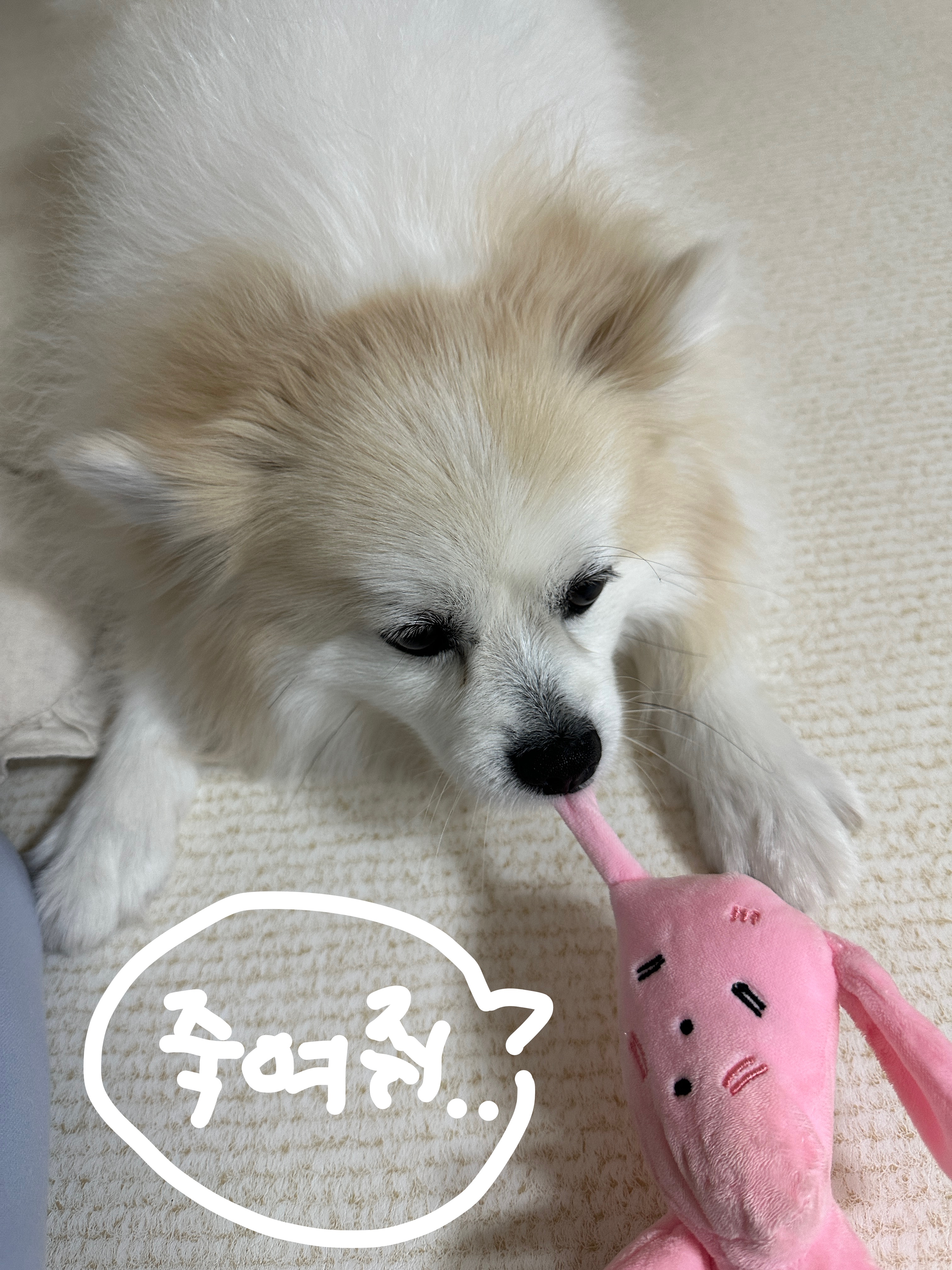 마음이 자견 마일이(뽀또) 근황