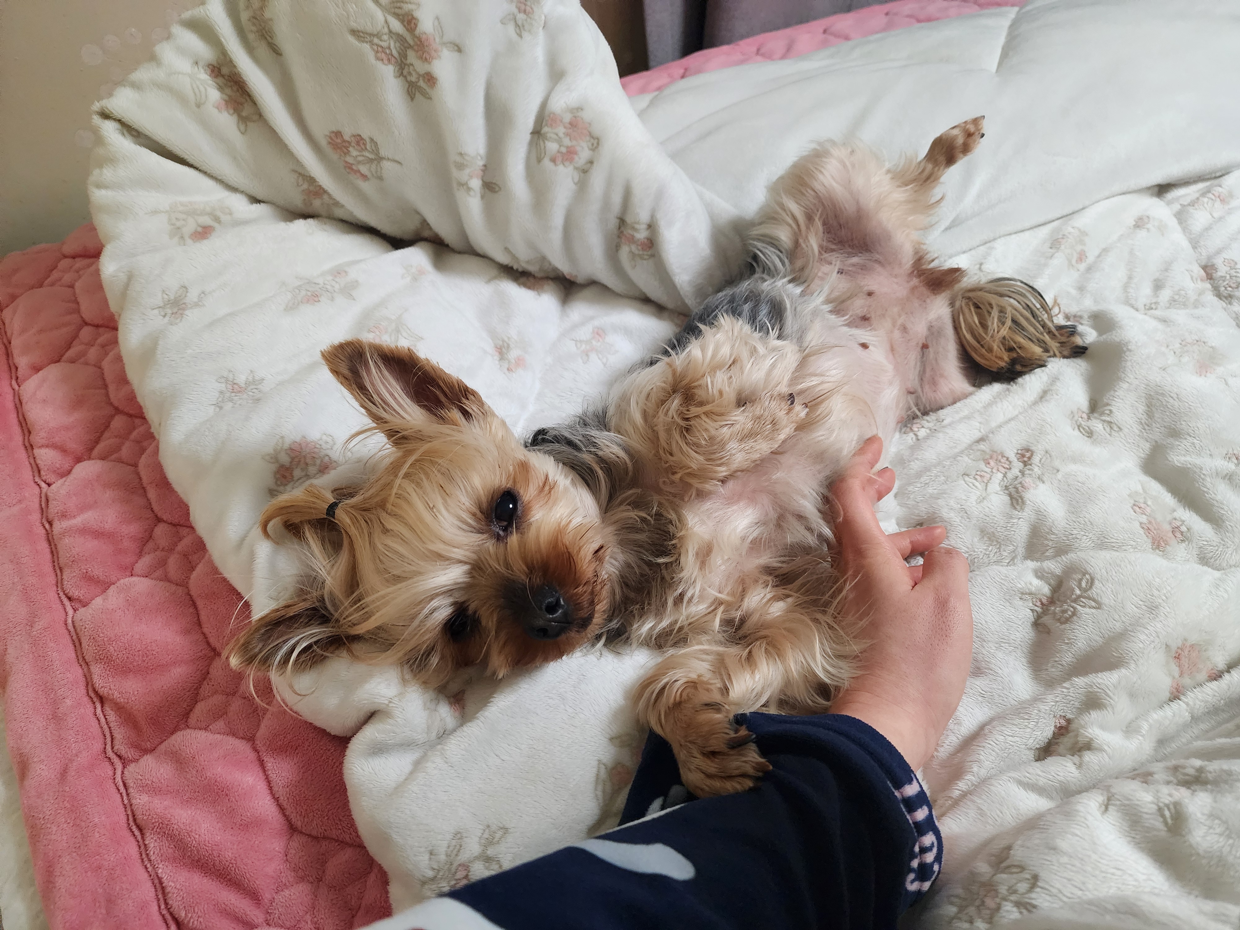 뽀테 입양후 일상후기