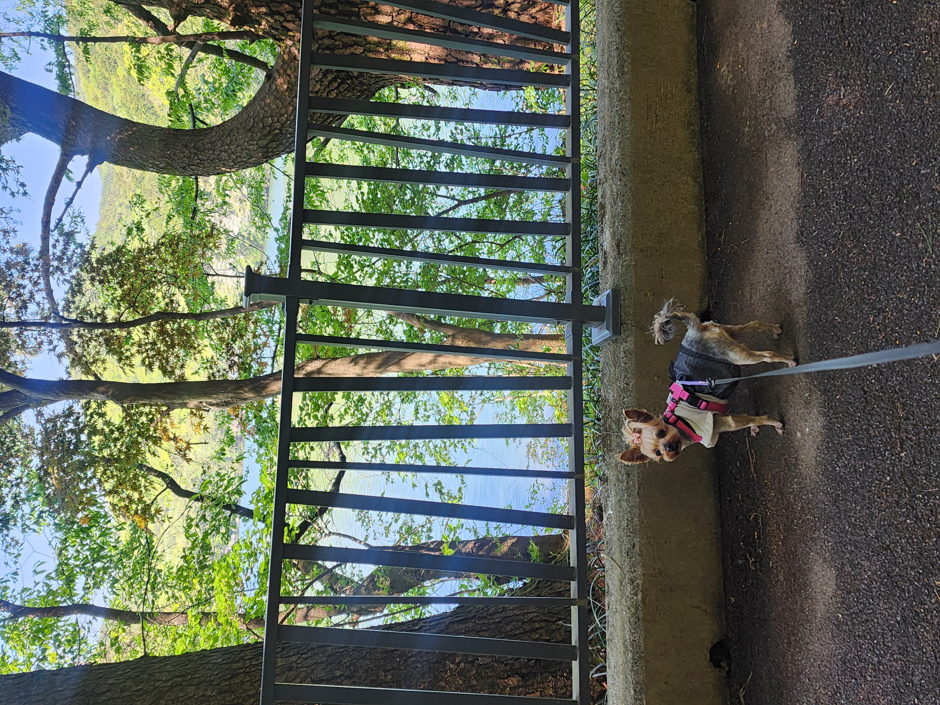 뽀테 입양후 일상후기