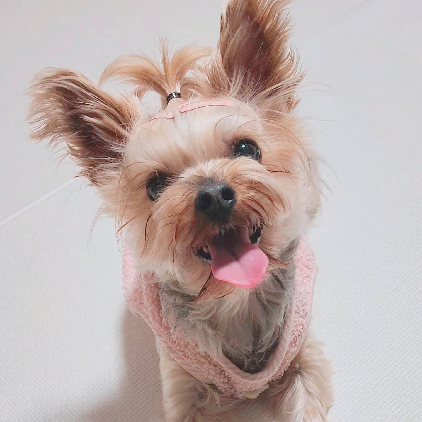 뽀테 입양후 일상후기