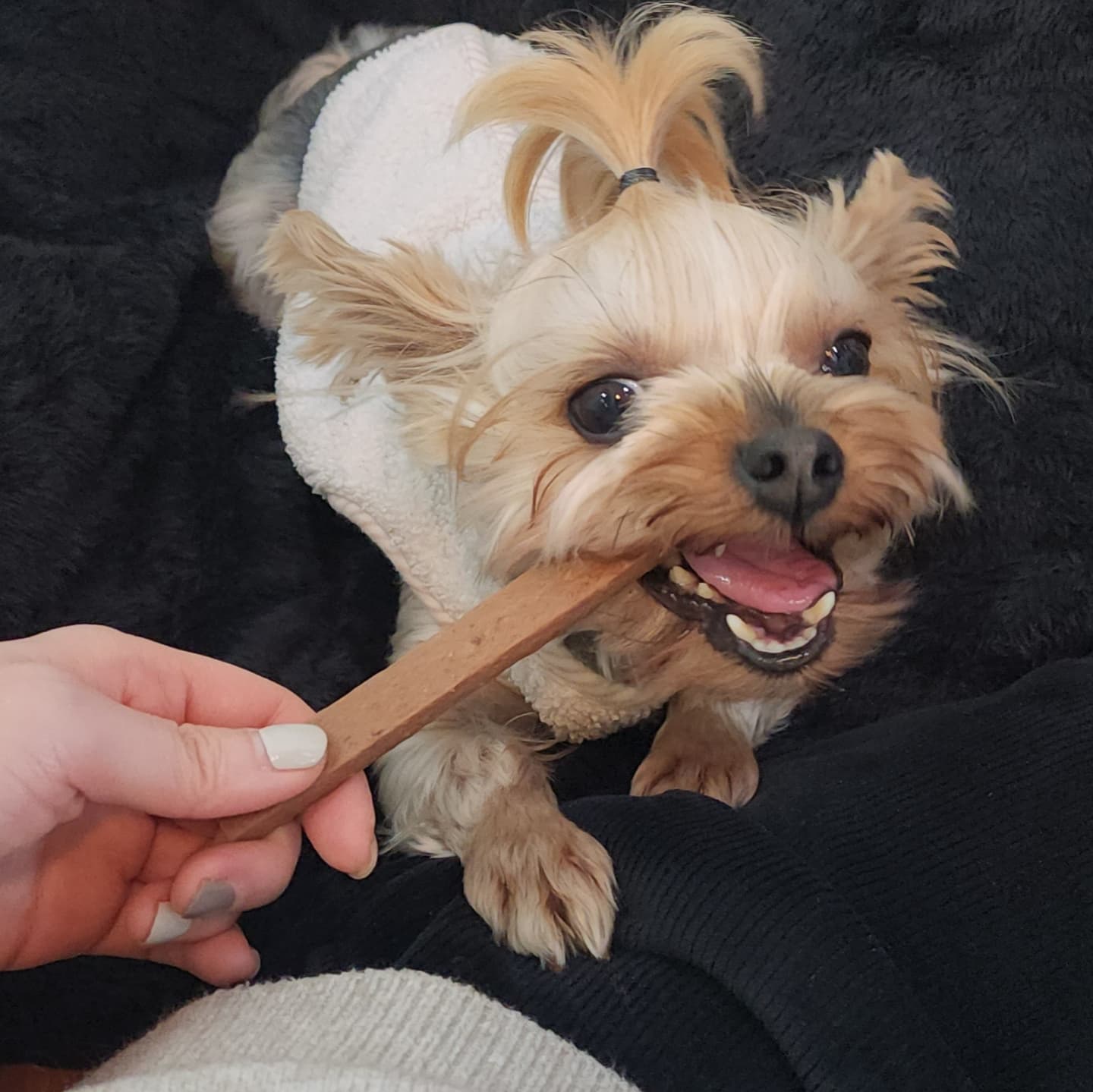 뽀테 입양후 일상후기