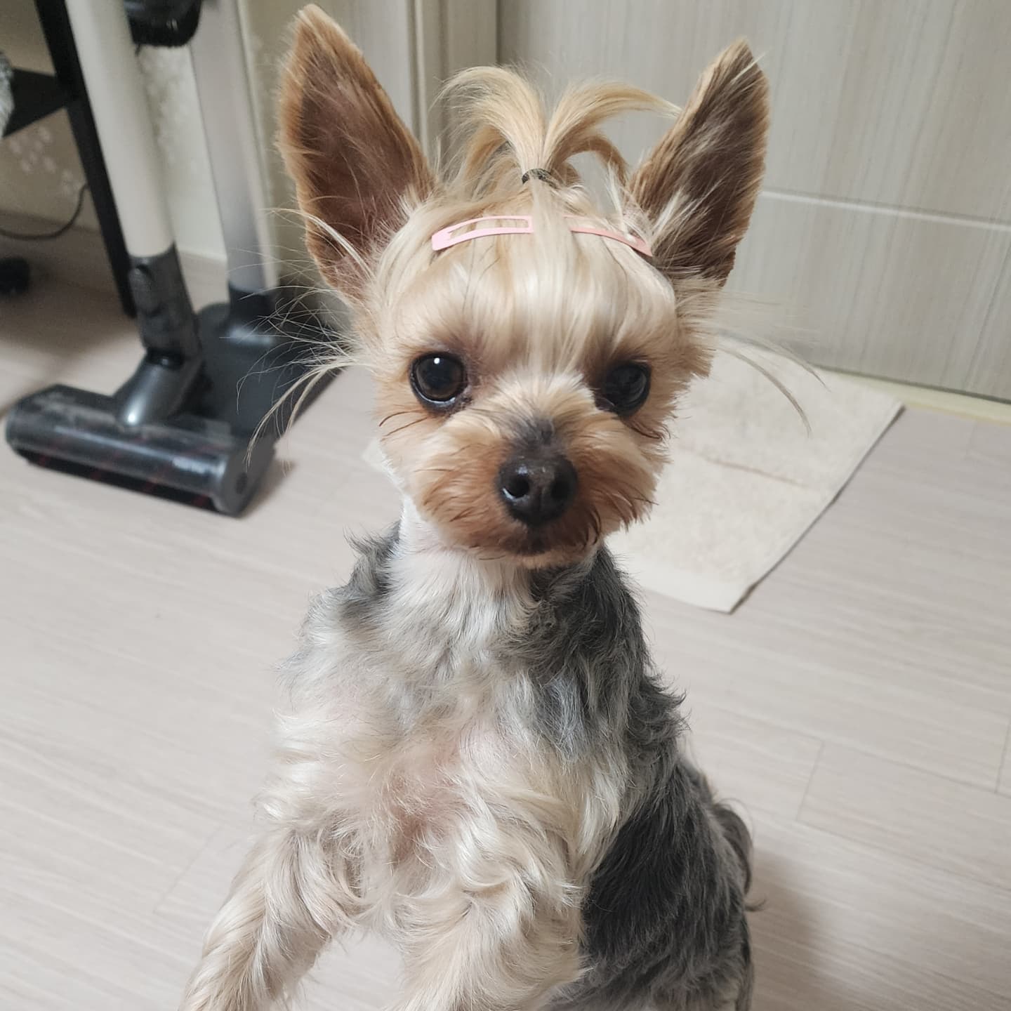 뽀테 입양후 일상후기