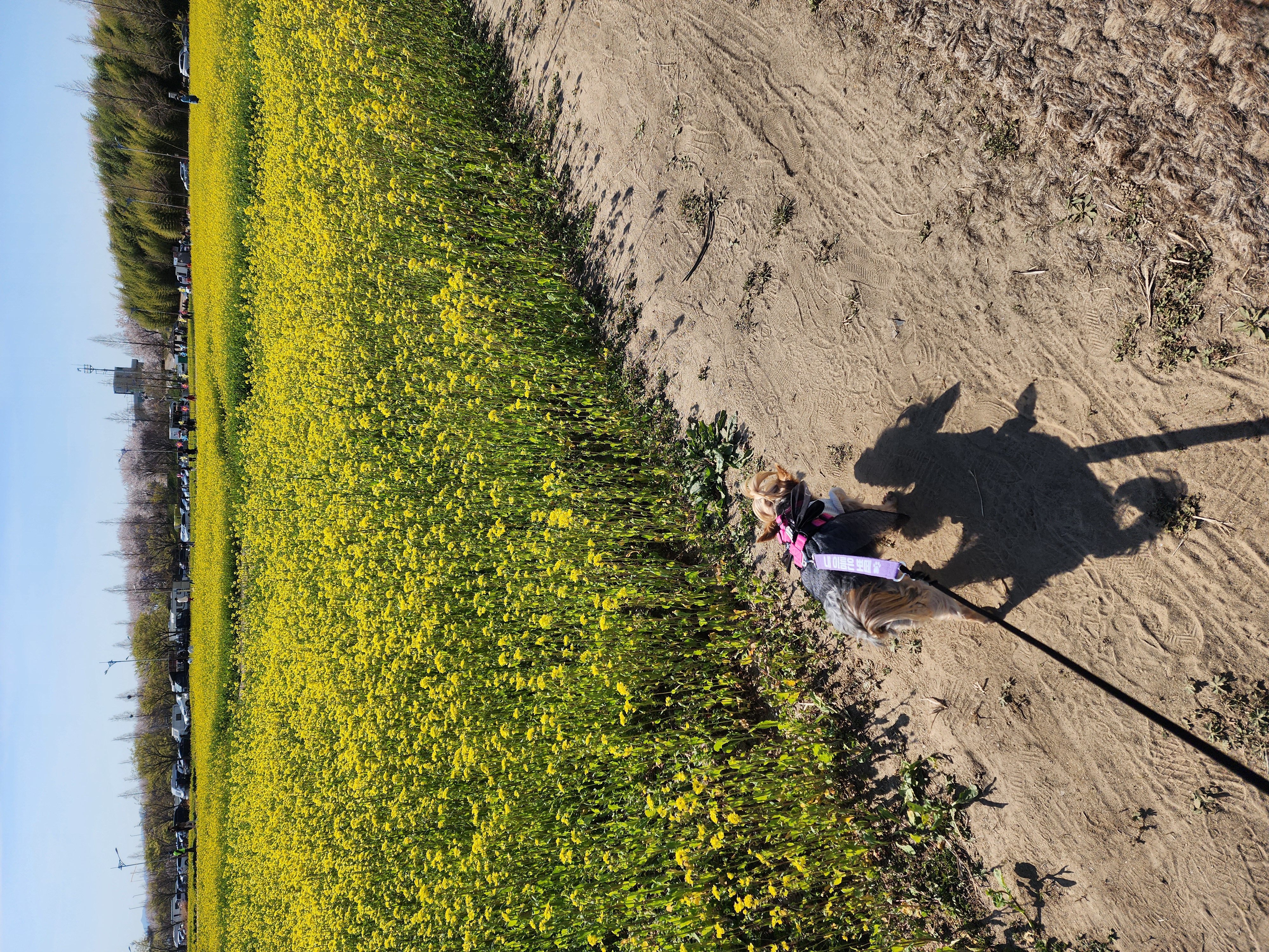 뽀테 입양후 일상후기