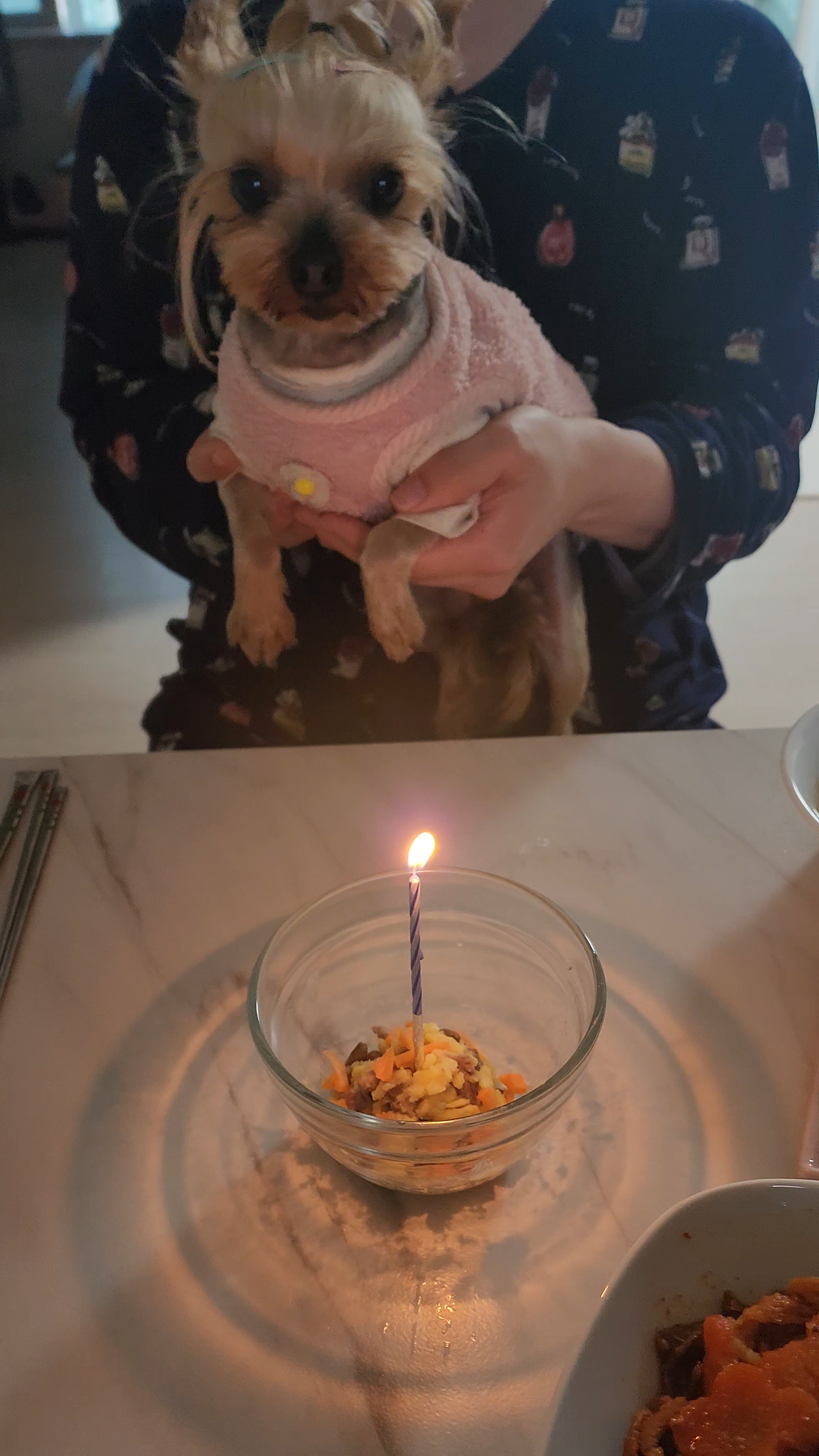 뽀테 입양후 일상후기