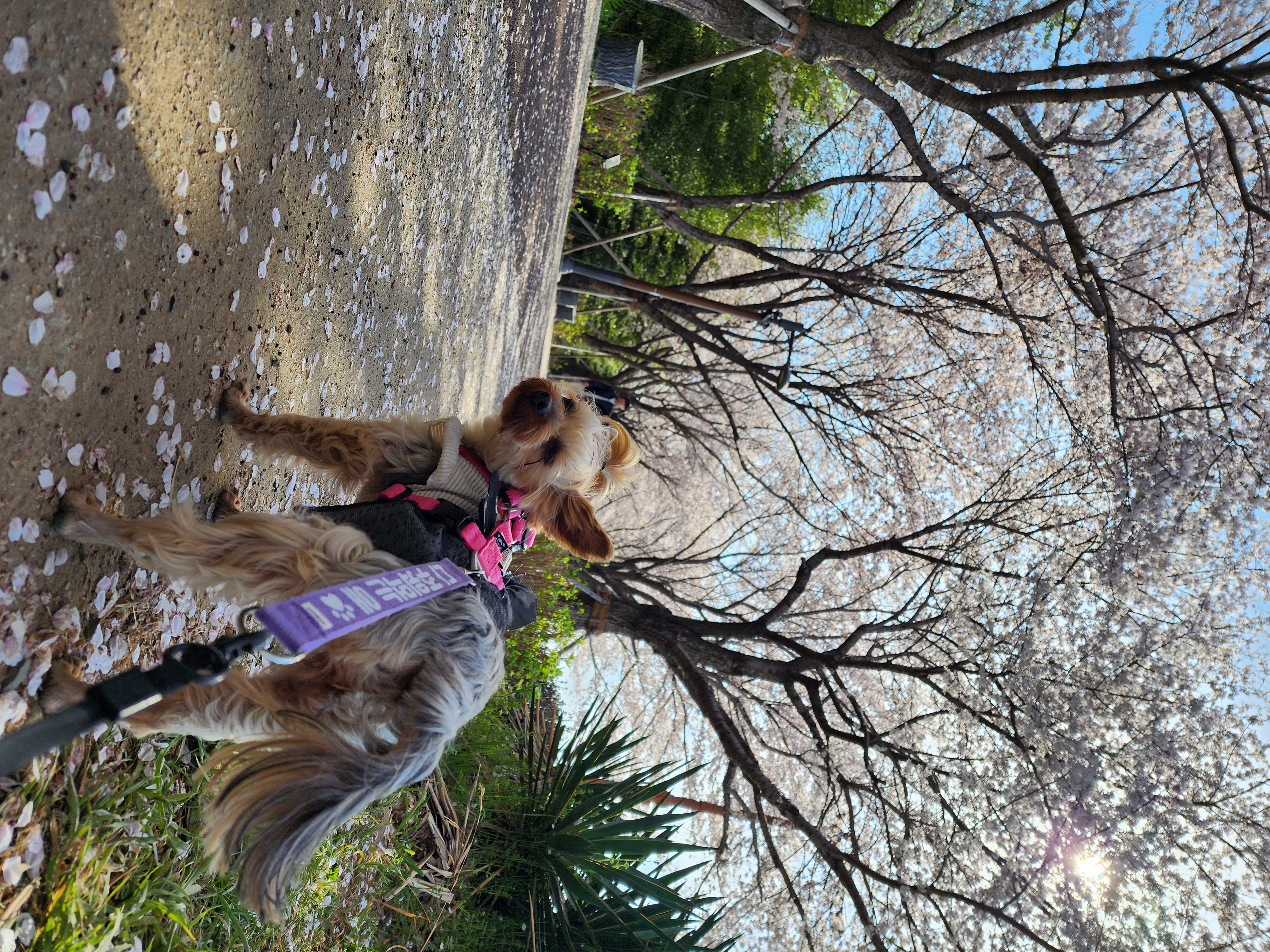 뽀테 입양후 일상후기