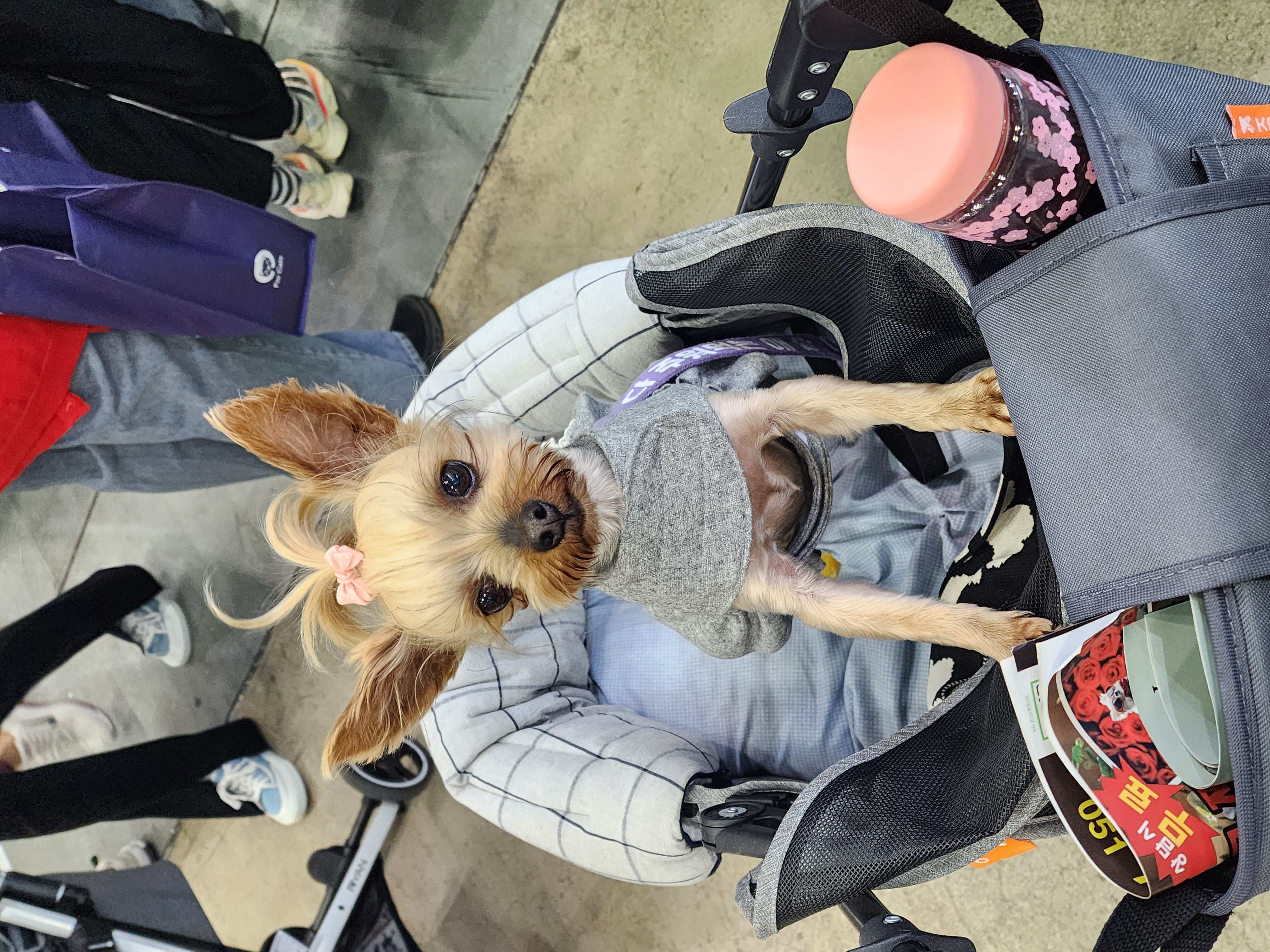 뽀테 입양후 일상후기