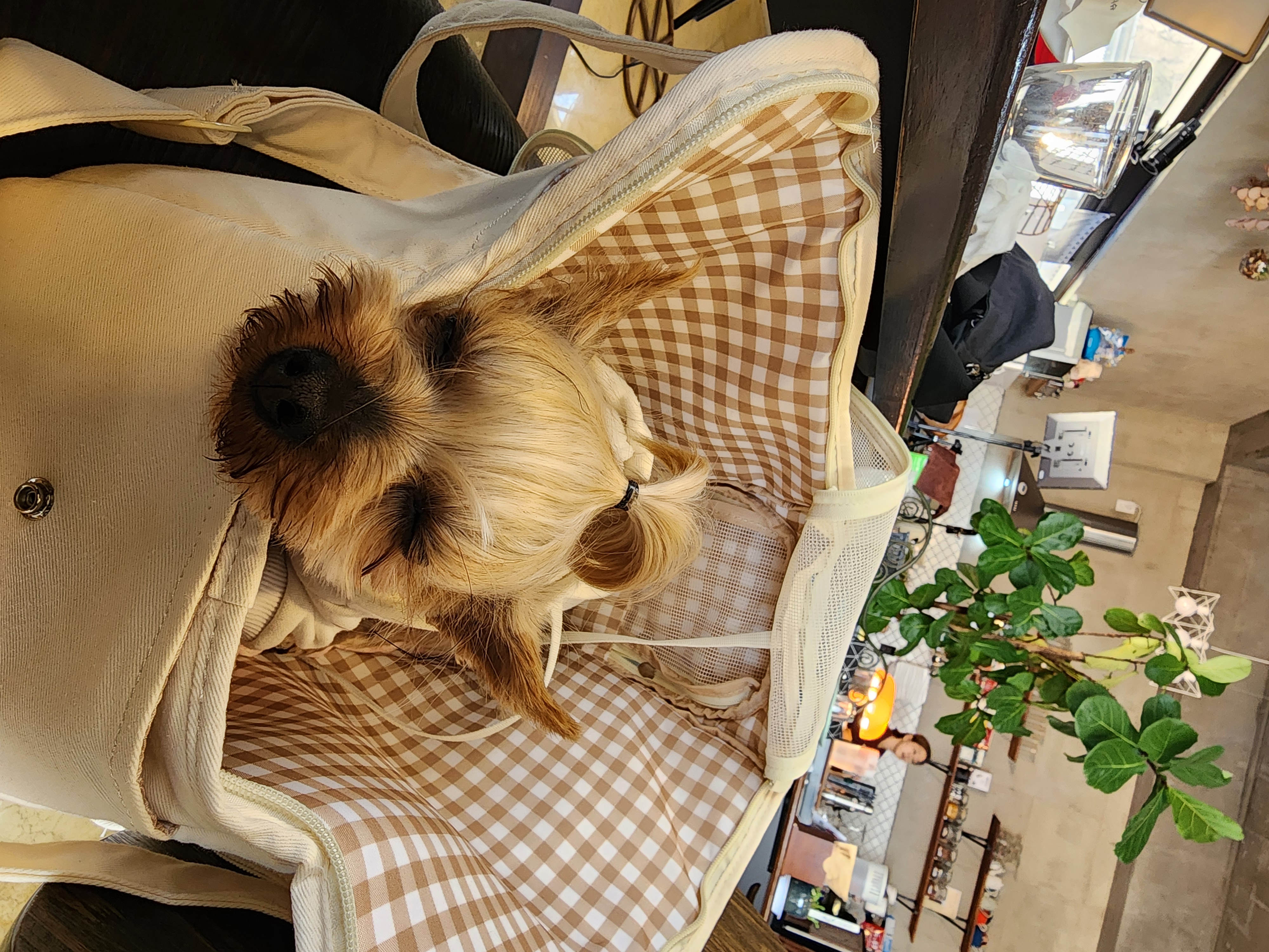 뽀테 입양후 일상후기