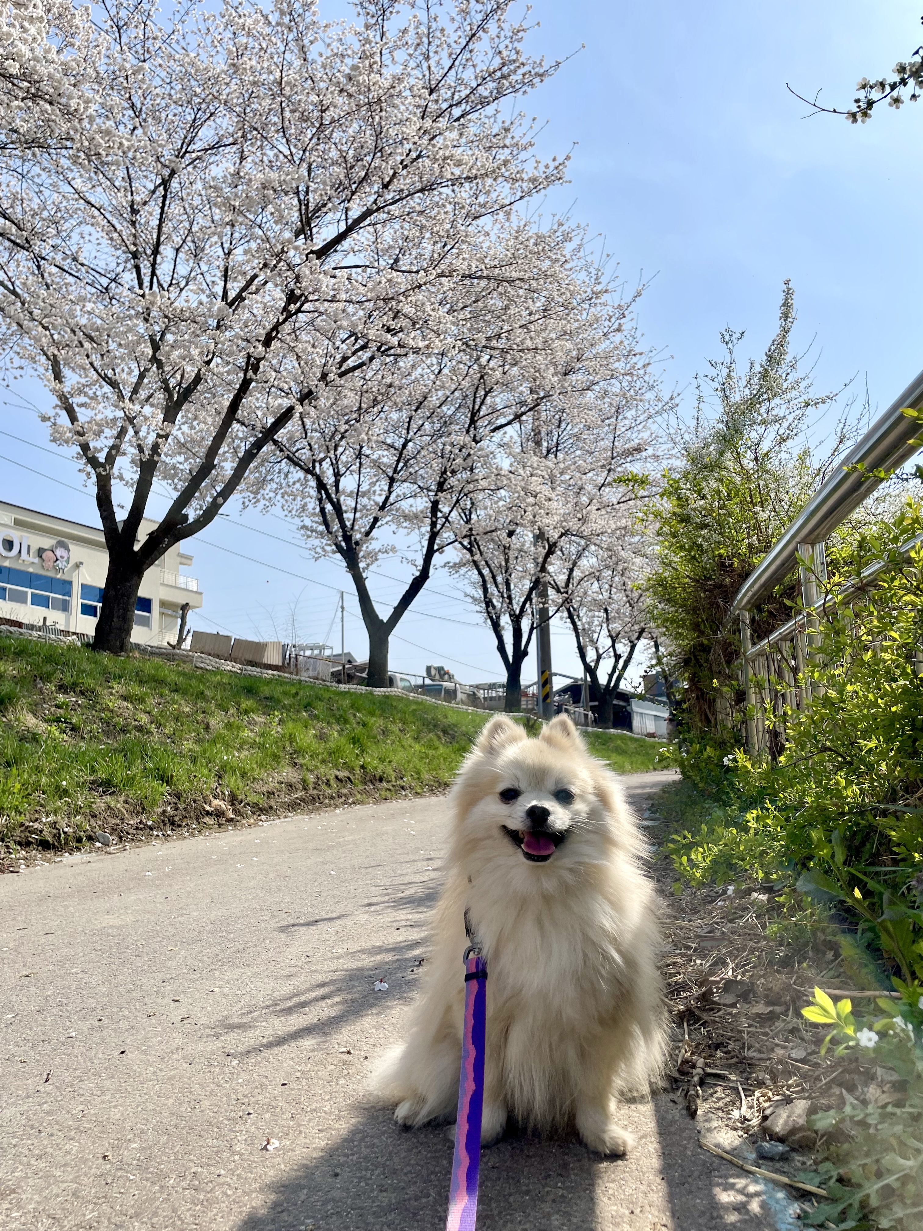 포키(따봉) 근황 이야기 