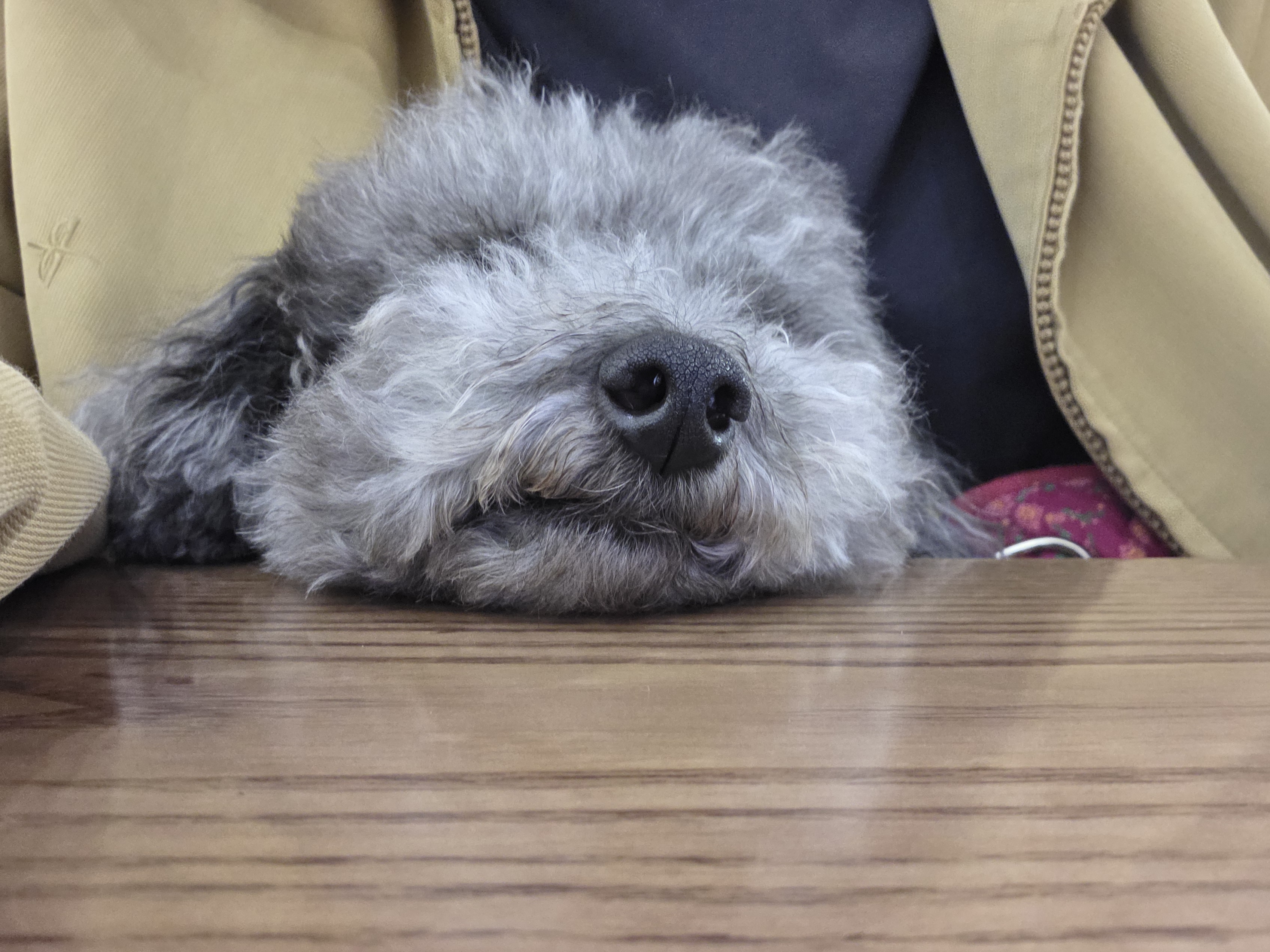 까니(까순이) 임시보호 1년차입니다!