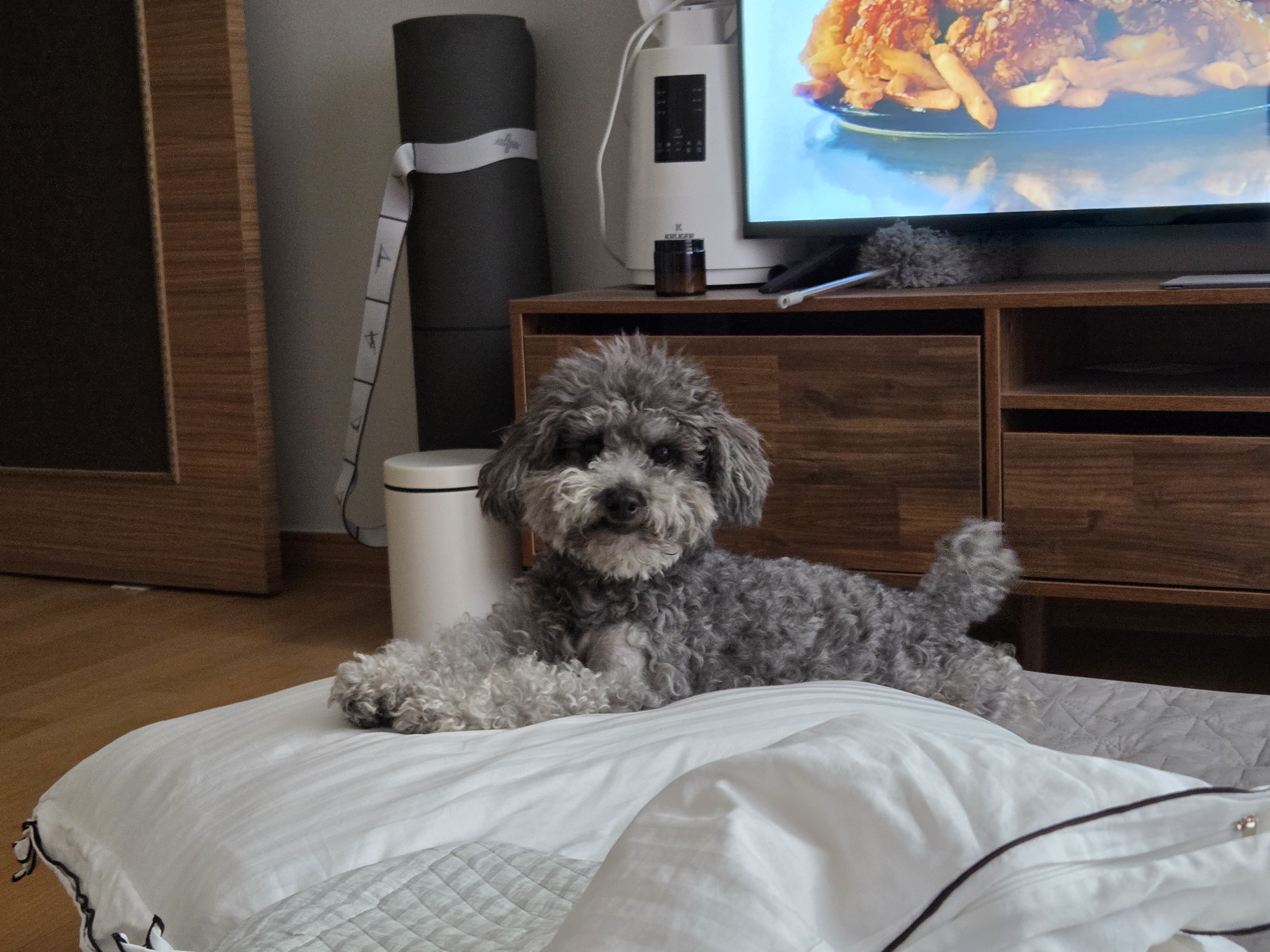 까니(까순이) 임시보호 1년차입니다!