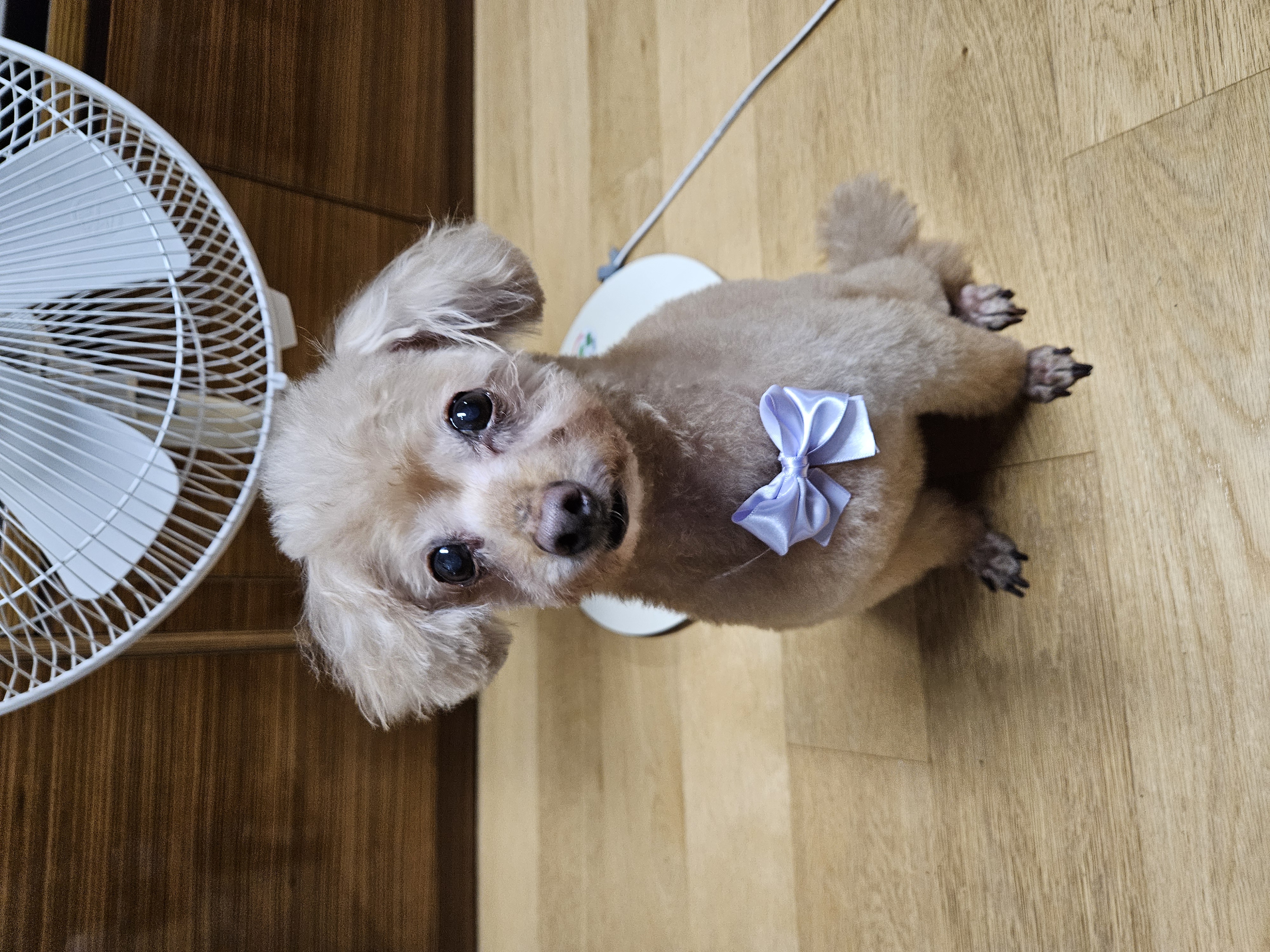곤지암 팔랑이~(지금은 버디~^^)