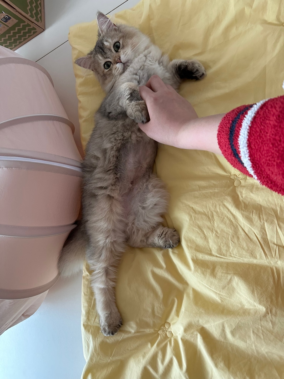 비비가 저희집에 온지 일주일차에요💛