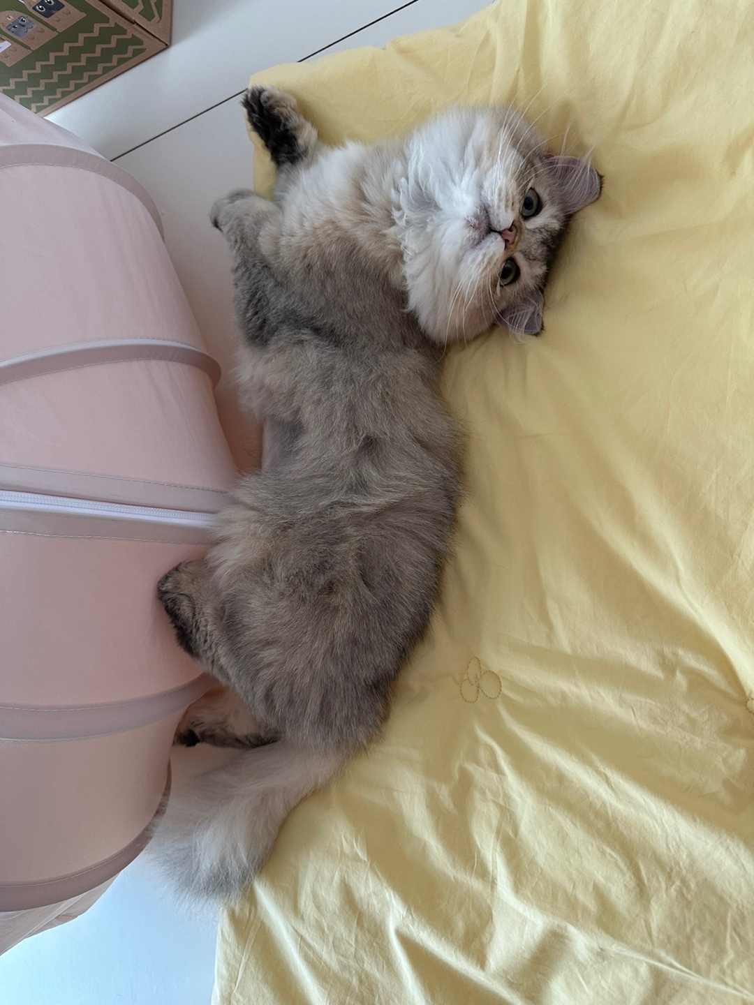 비비가 저희집에 온지 일주일차에요💛