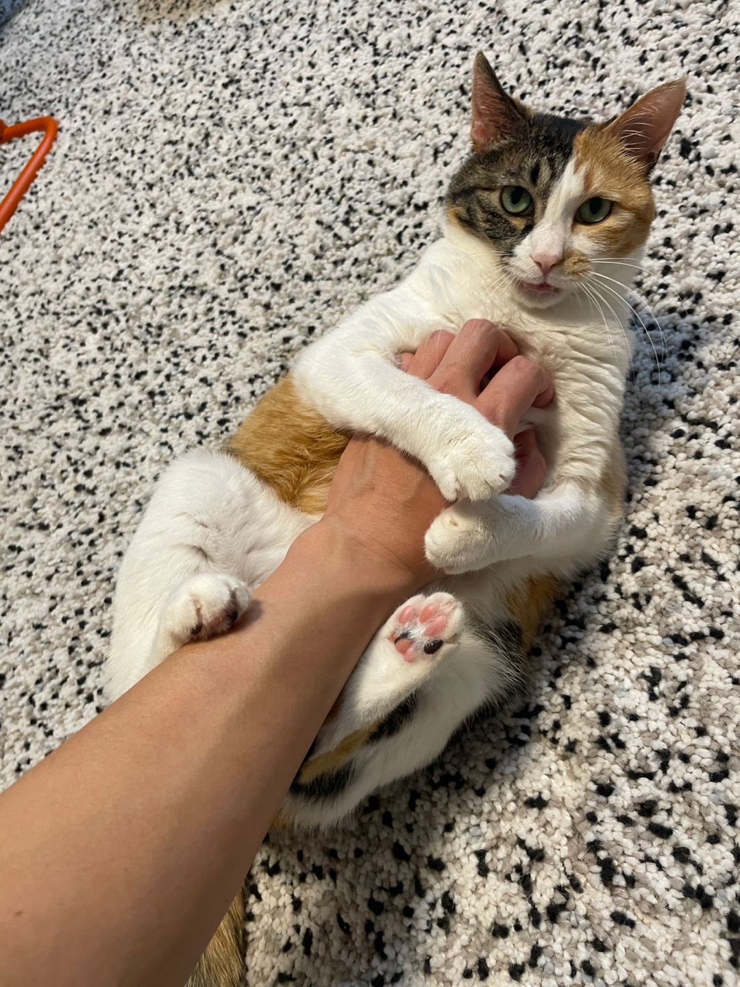 해로(해모)와의 한달 적응기