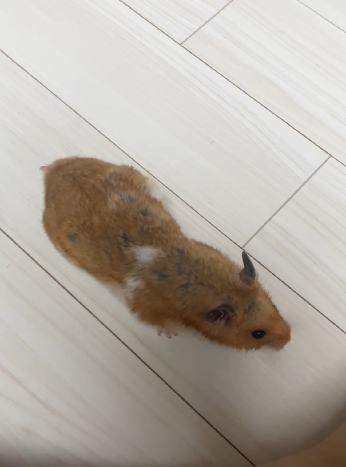 온햄이 근황