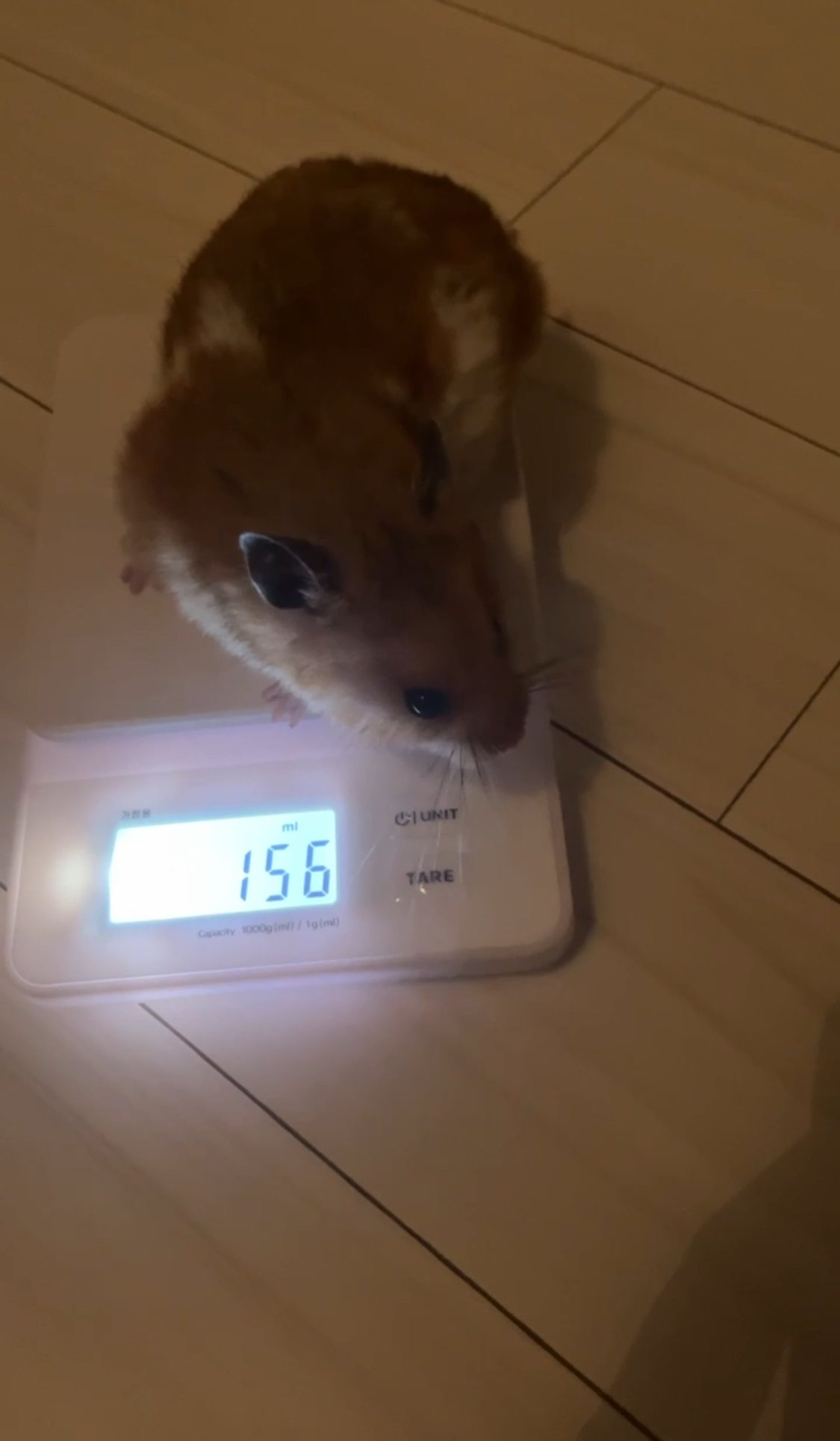 온햄이 근황