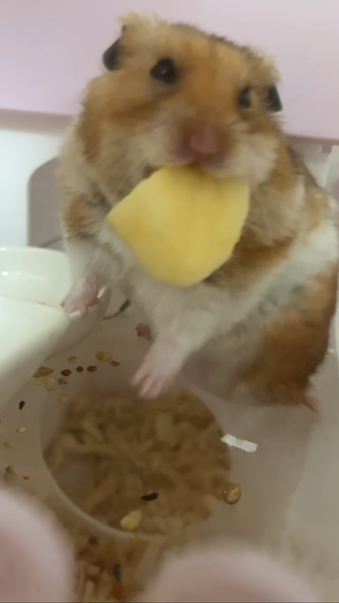 온햄이 근황