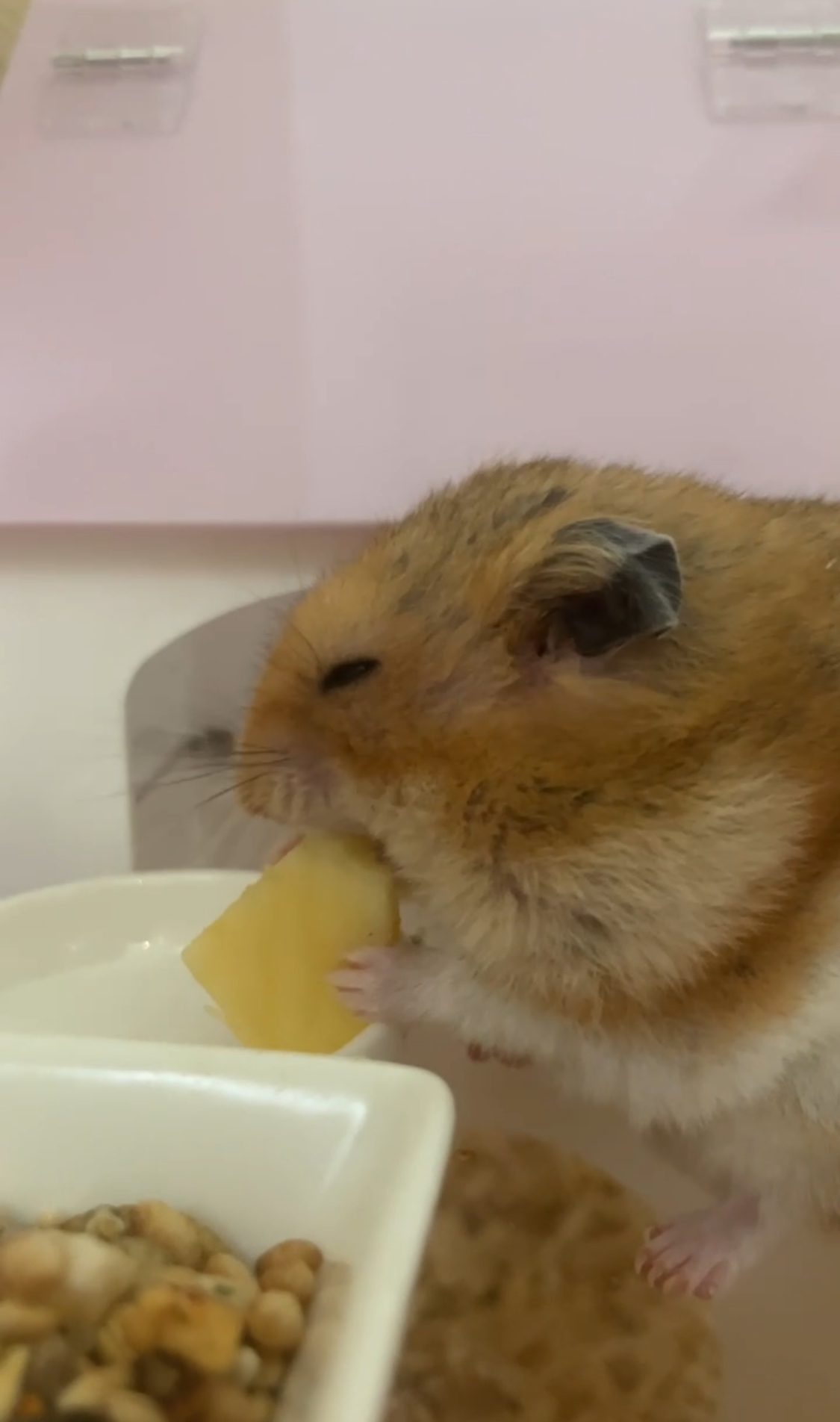 온햄이 근황