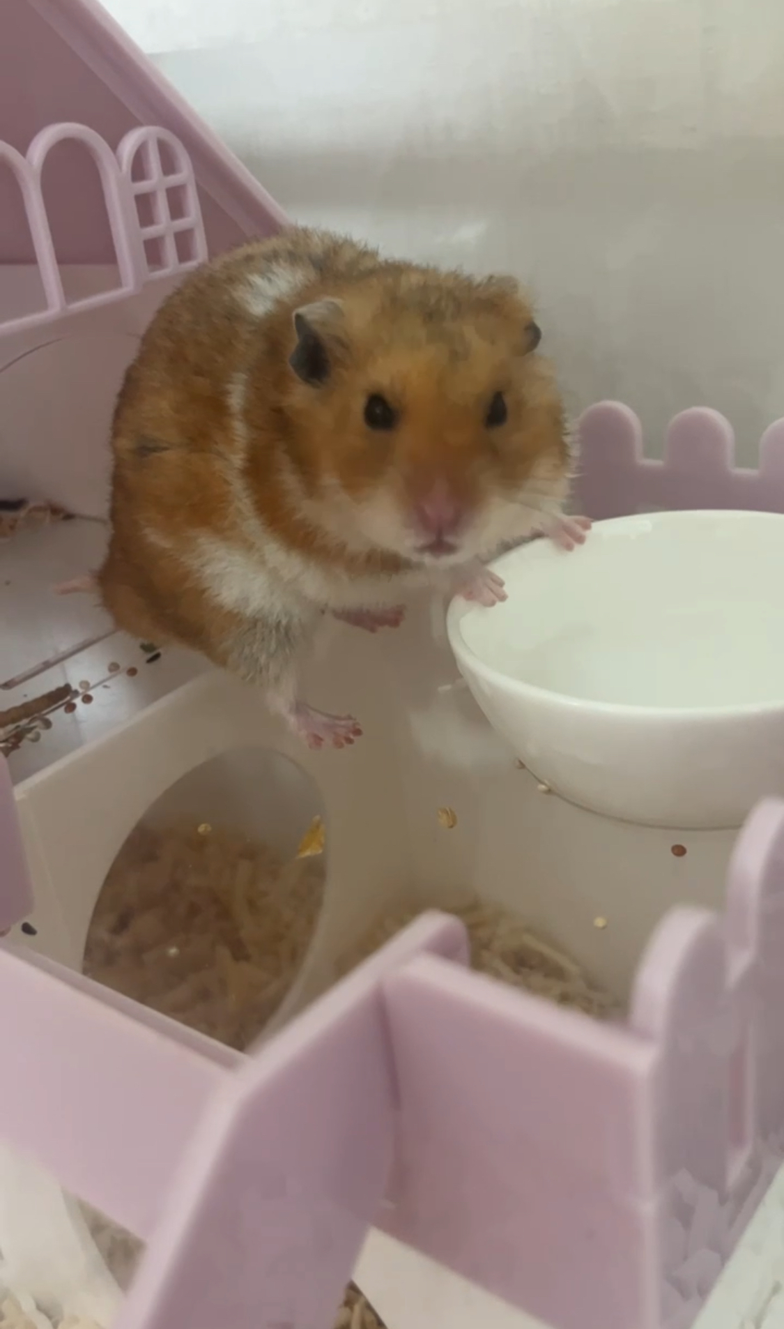 온햄이 근황