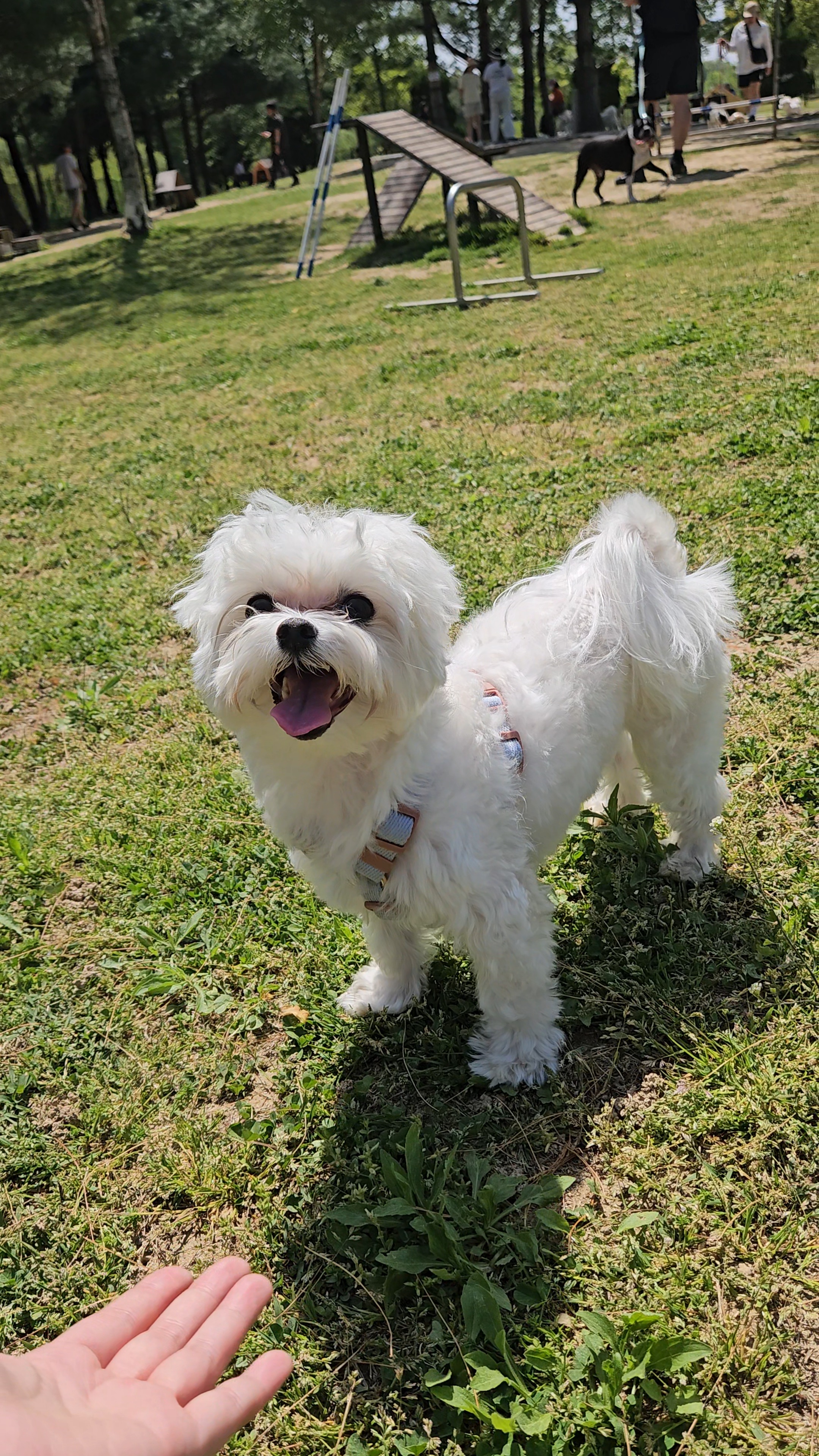 연두 (전 이름 다미) 입양 1년입니다 ദ്ദി・ᴗ・)✧