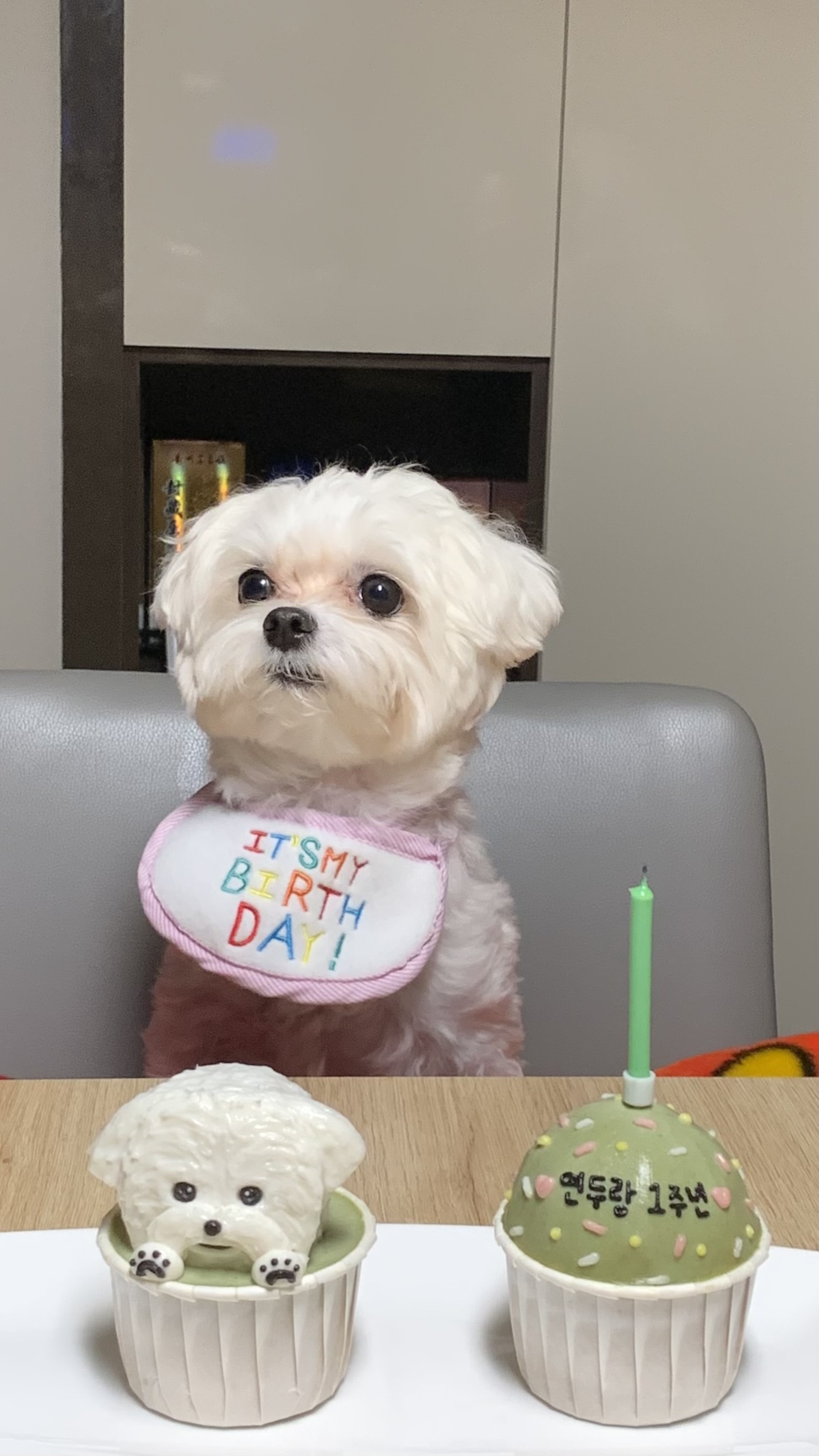 연두 (전 이름 다미) 입양 1년입니다 ദ്ദി・ᴗ・)✧