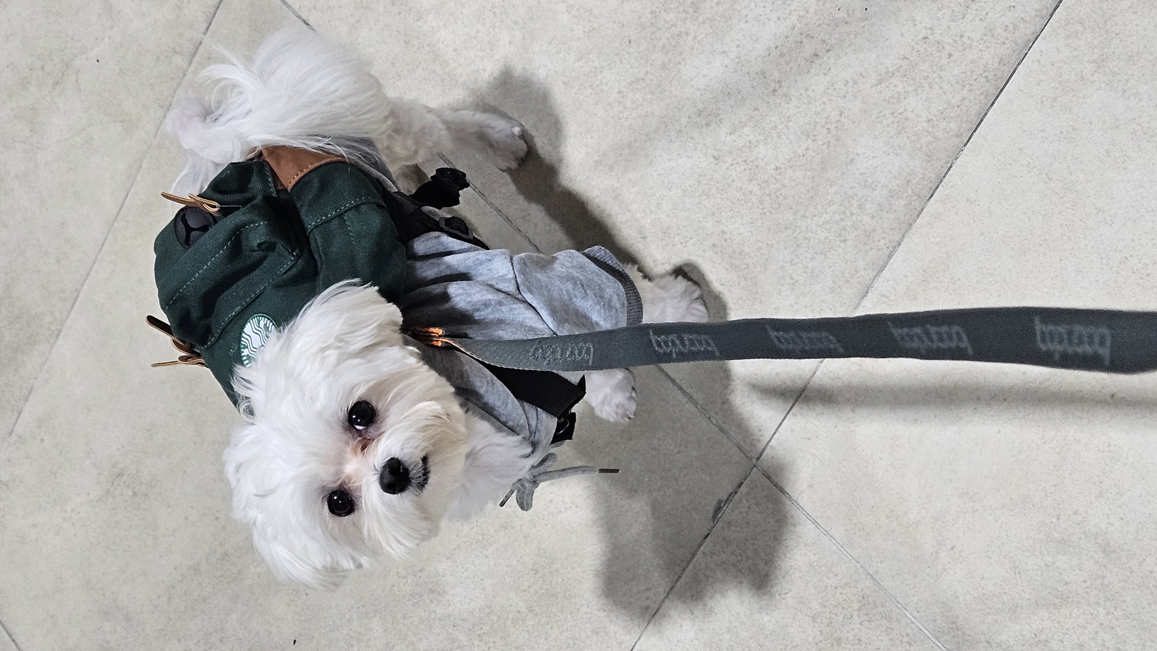 연두 (전 이름 다미) 입양 1년입니다 ദ്ദി・ᴗ・)✧