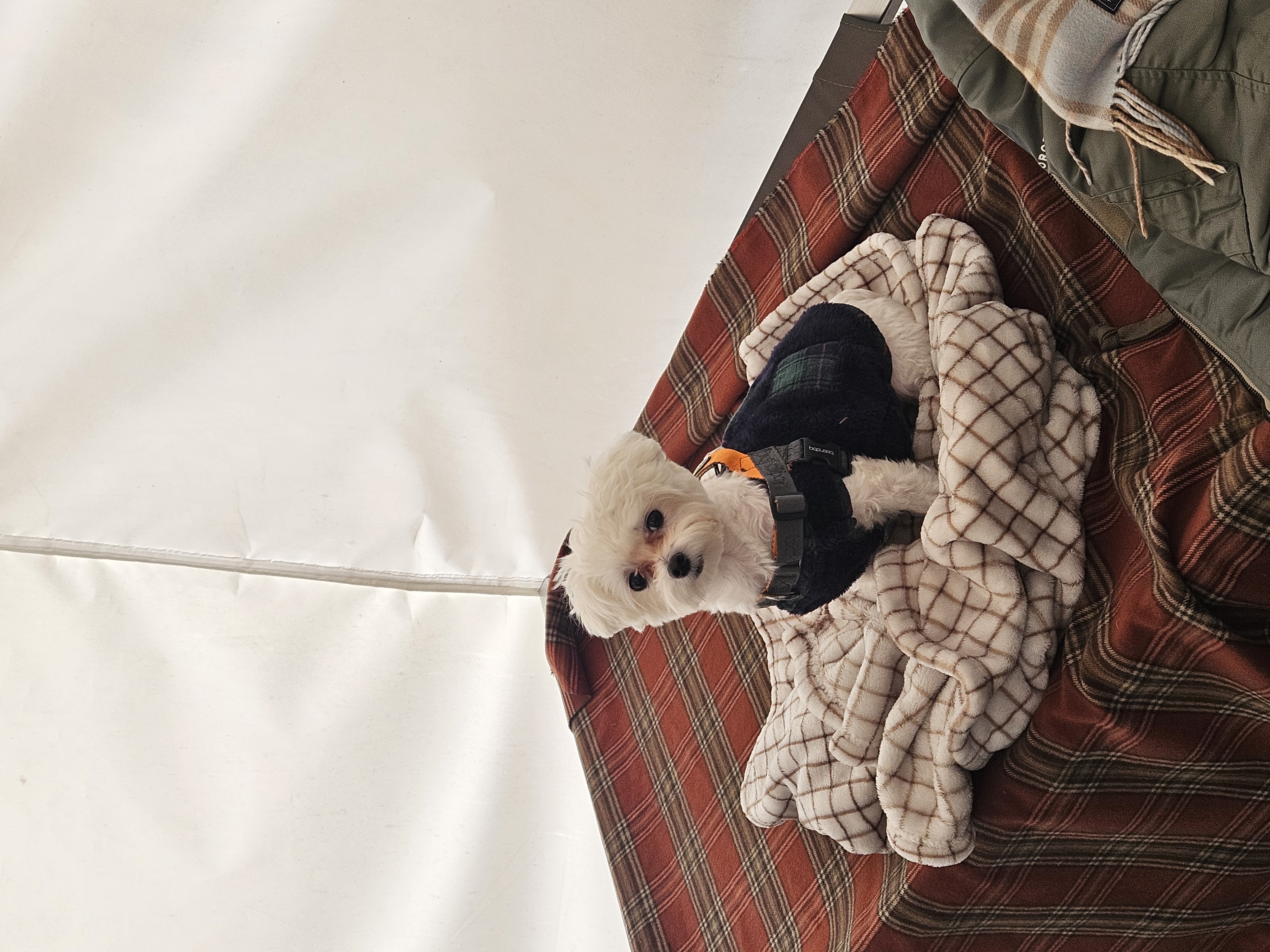 연두 (전 이름 다미) 입양 1년입니다 ദ്ദി・ᴗ・)✧