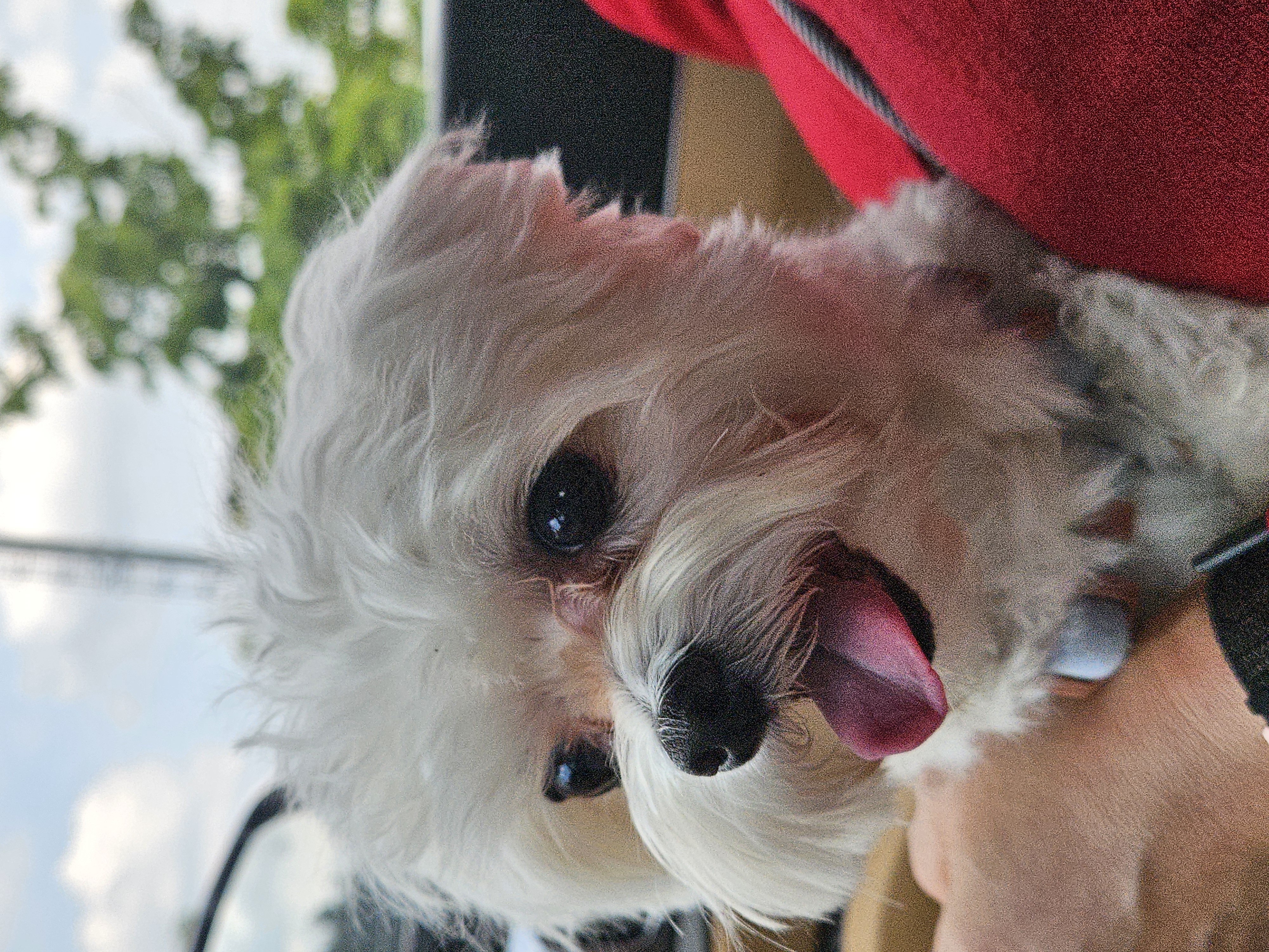 연두 (전 이름 다미) 입양 1년입니다 ദ്ദി・ᴗ・)✧