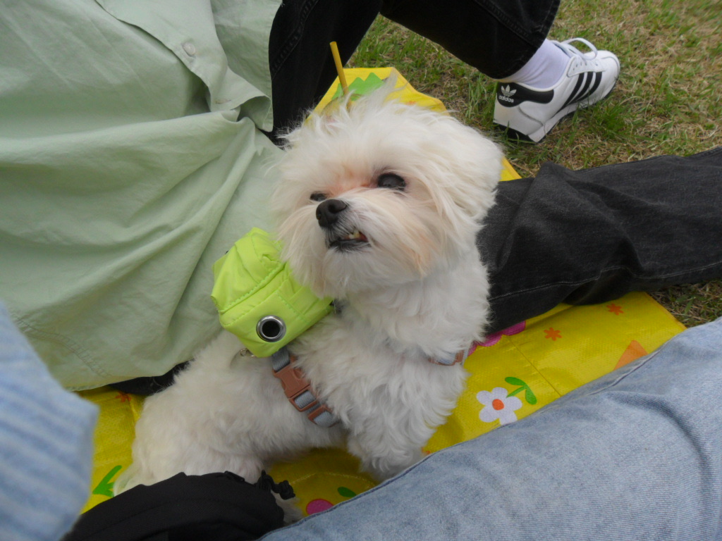 연두 (전 이름 다미) 입양 1년입니다 ദ്ദി・ᴗ・)✧