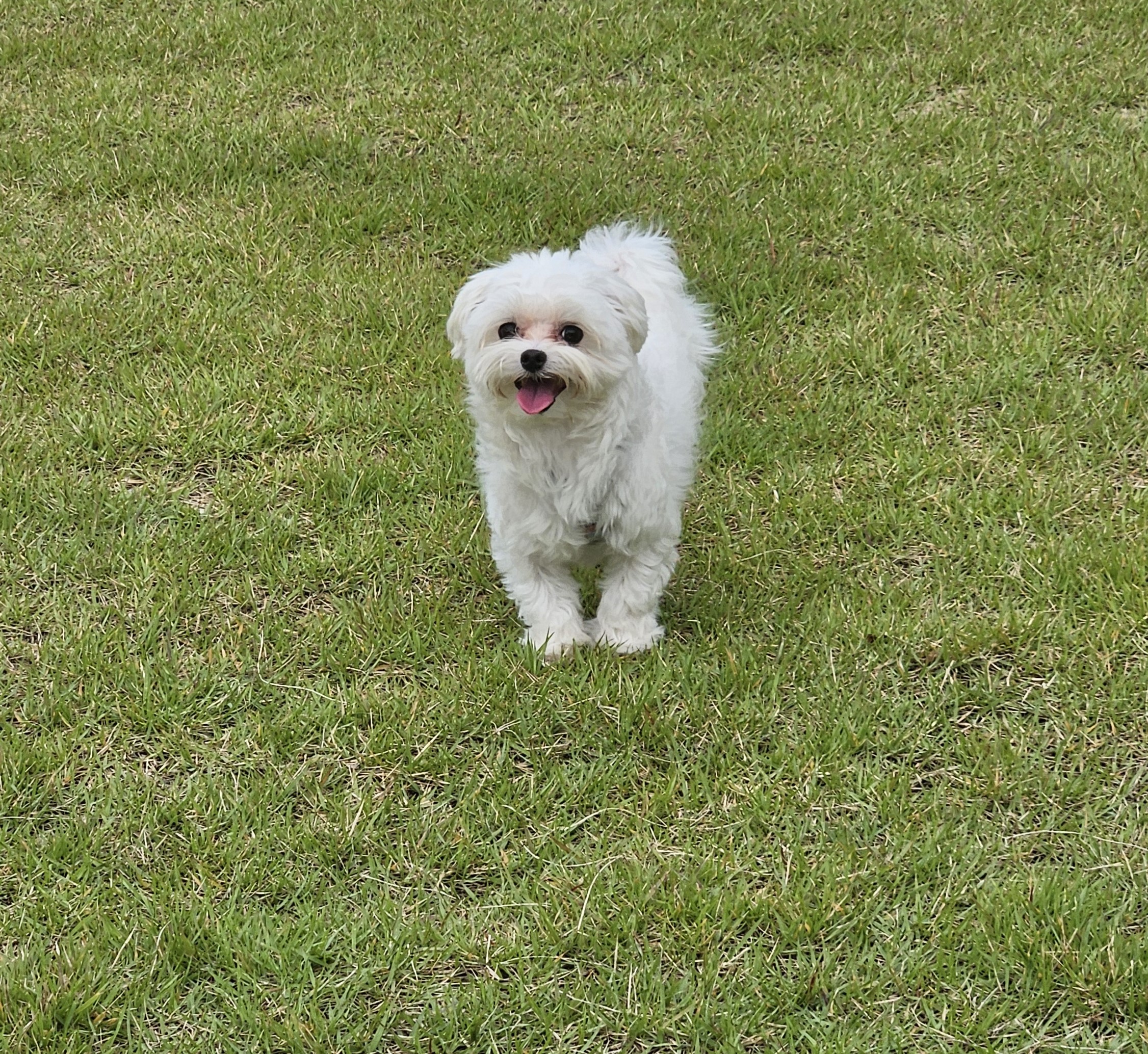 연두 (전 이름 다미) 입양 1년입니다 ദ്ദി・ᴗ・)✧