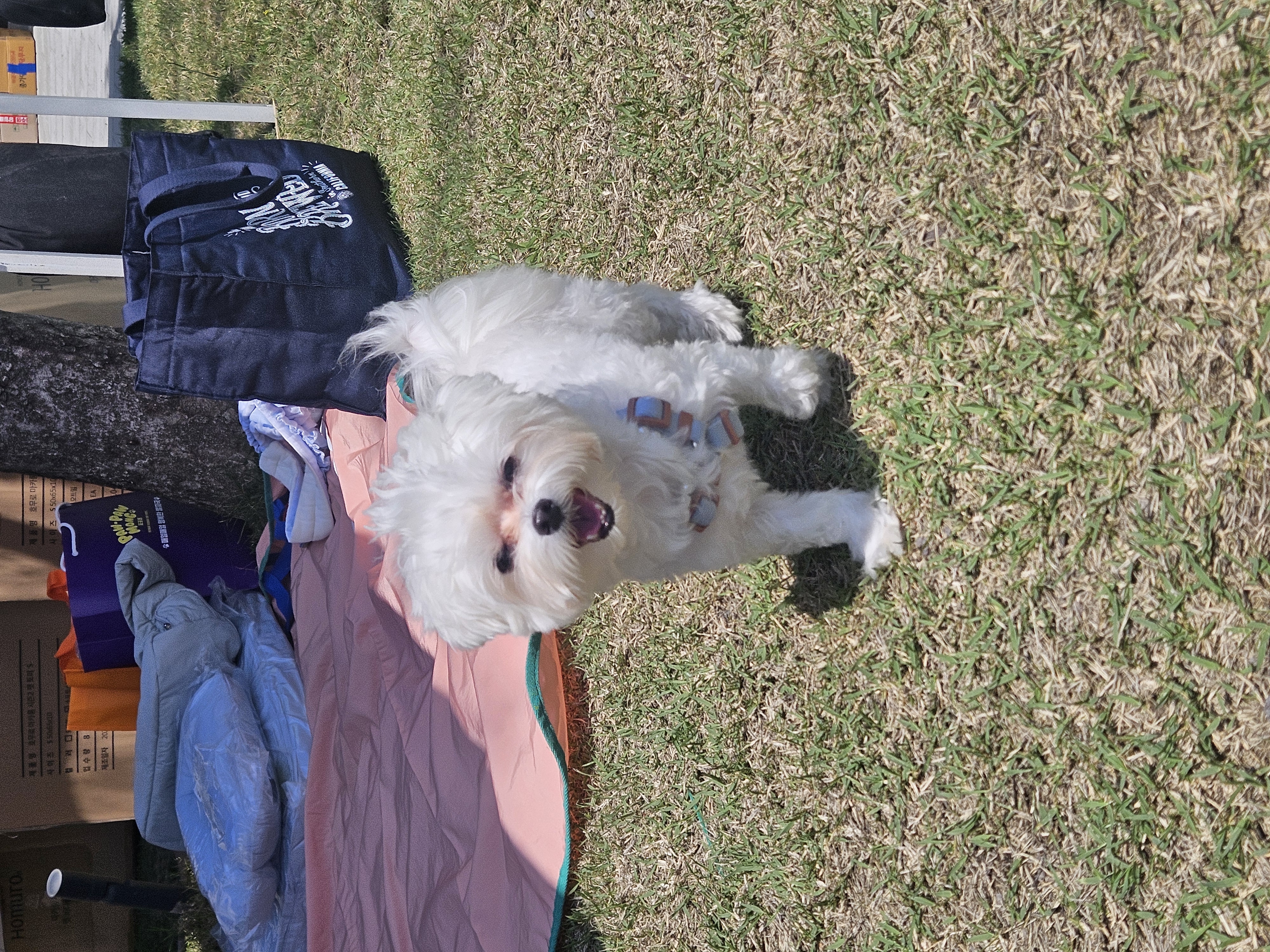 연두 (전 이름 다미) 입양 1년입니다 ദ്ദി・ᴗ・)✧