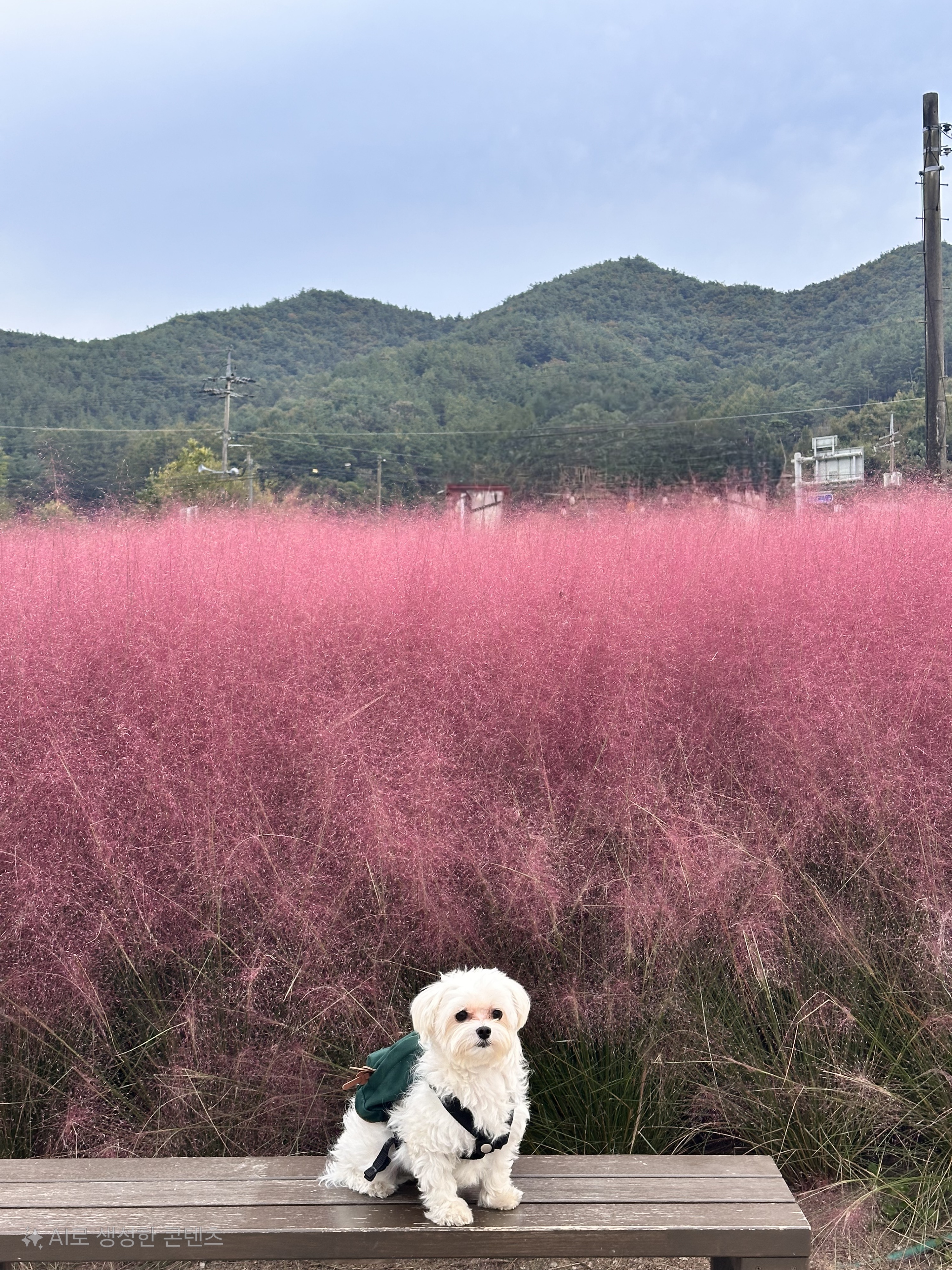 연두 (전 이름 다미) 입양 1년입니다 ദ്ദി・ᴗ・)✧
