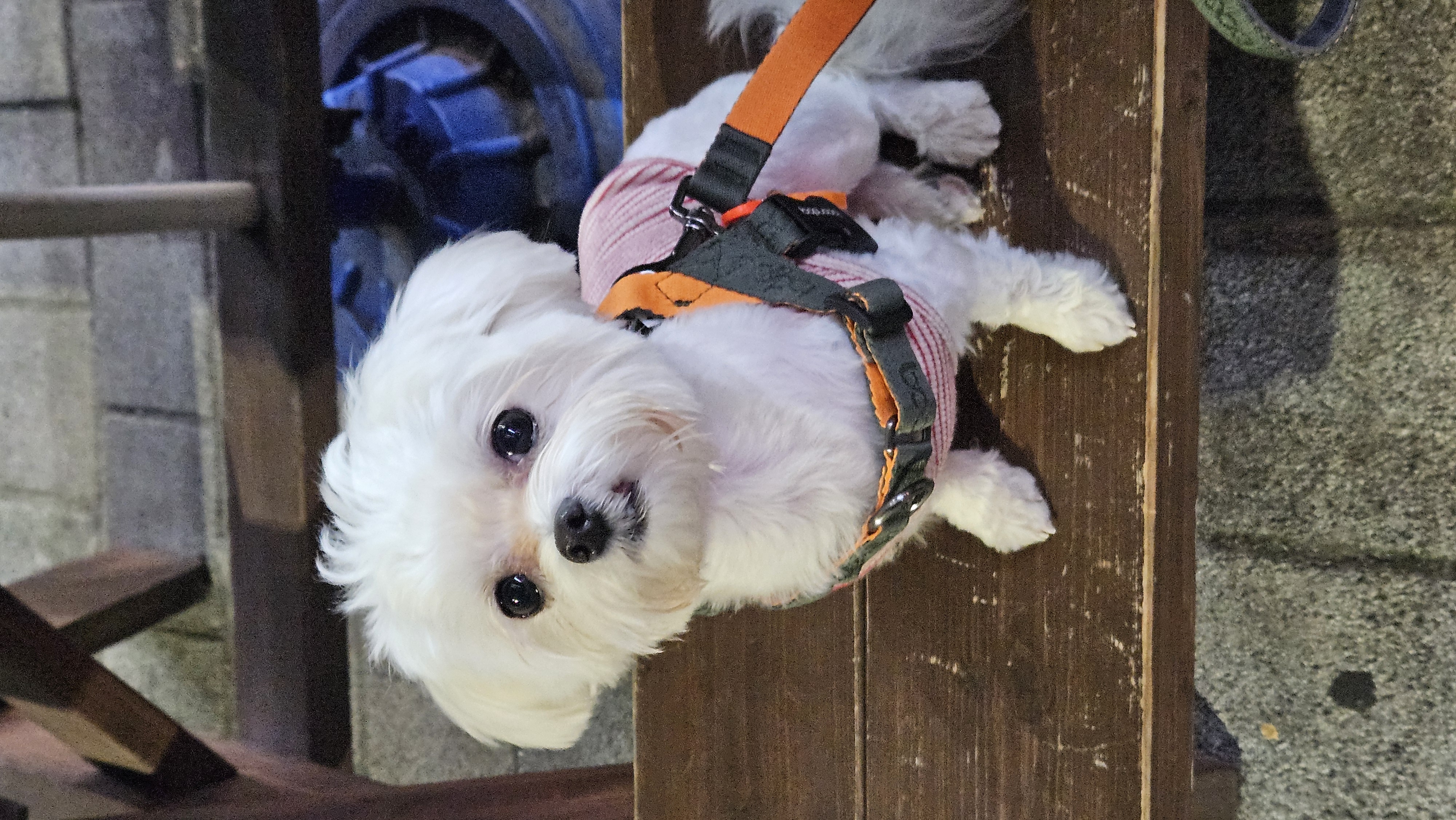 연두 (전 이름 다미) 입양 1년입니다 ദ്ദി・ᴗ・)✧