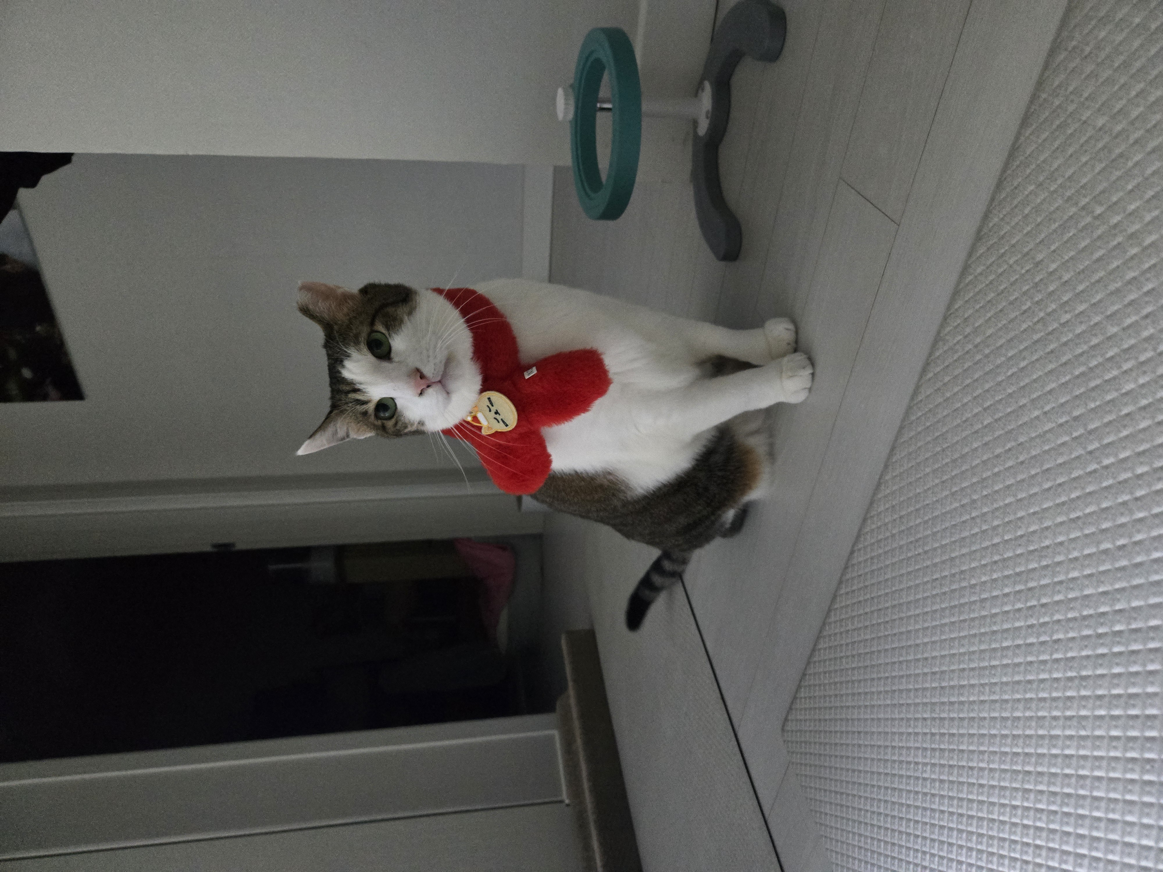 아띠의 4주년 입니다~!!^^