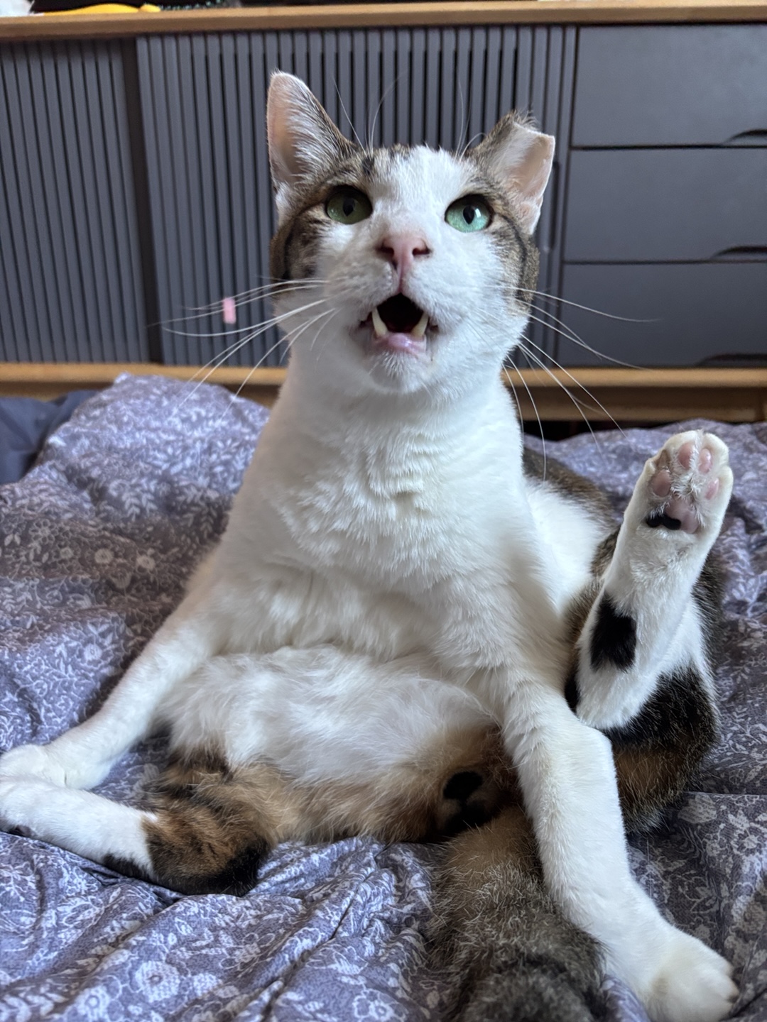 아띠의 4주년 입니다~!!^^