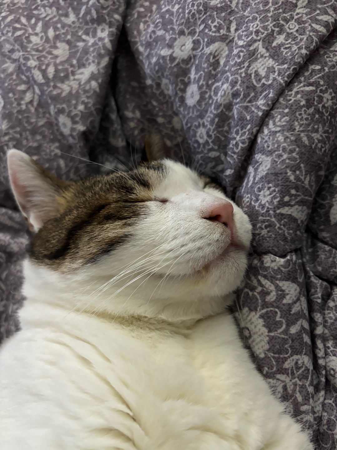 아띠의 4주년 입니다~!!^^