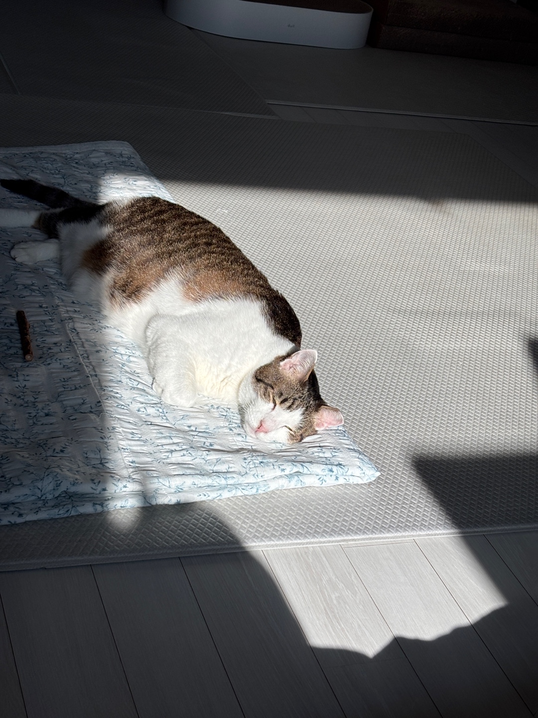 아띠의 4주년 입니다~!!^^