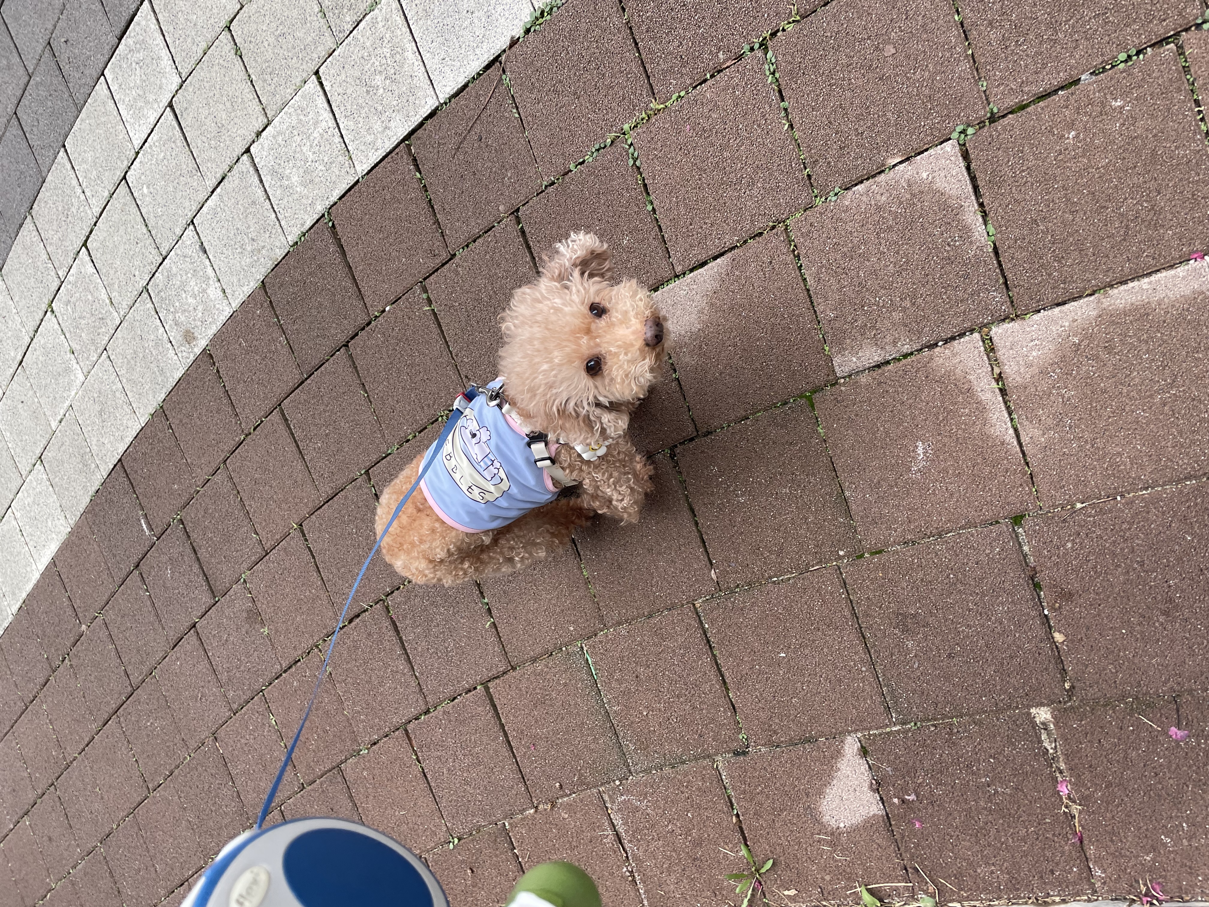 곤지암 헤이즐 입양 4주년 후기 입니다~