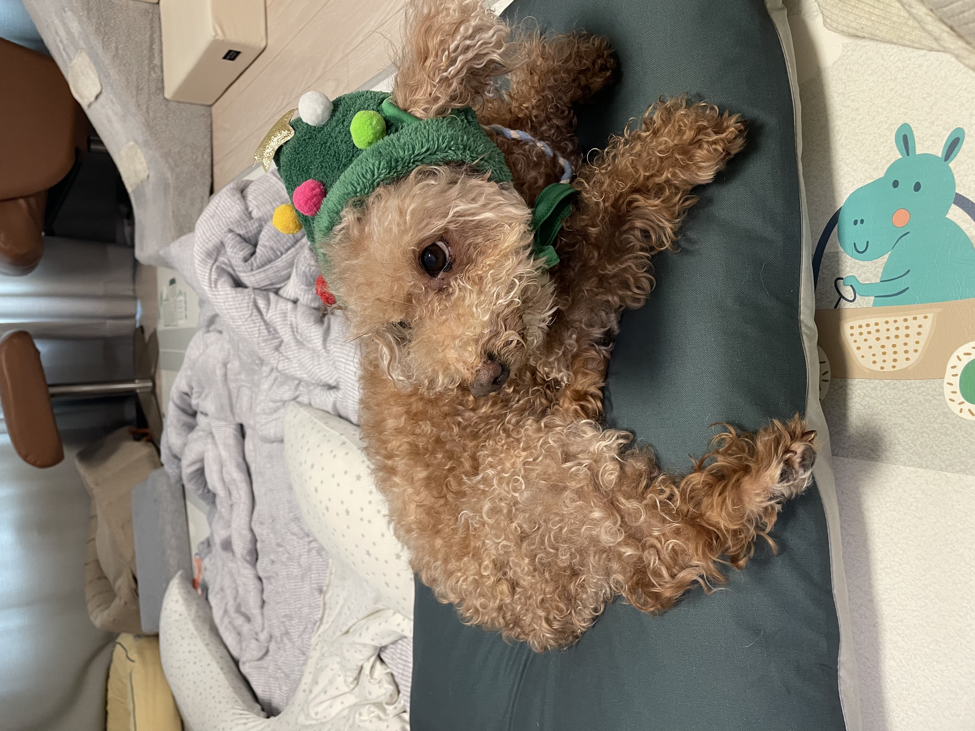 곤지암 헤이즐 입양 4주년 후기 입니다~