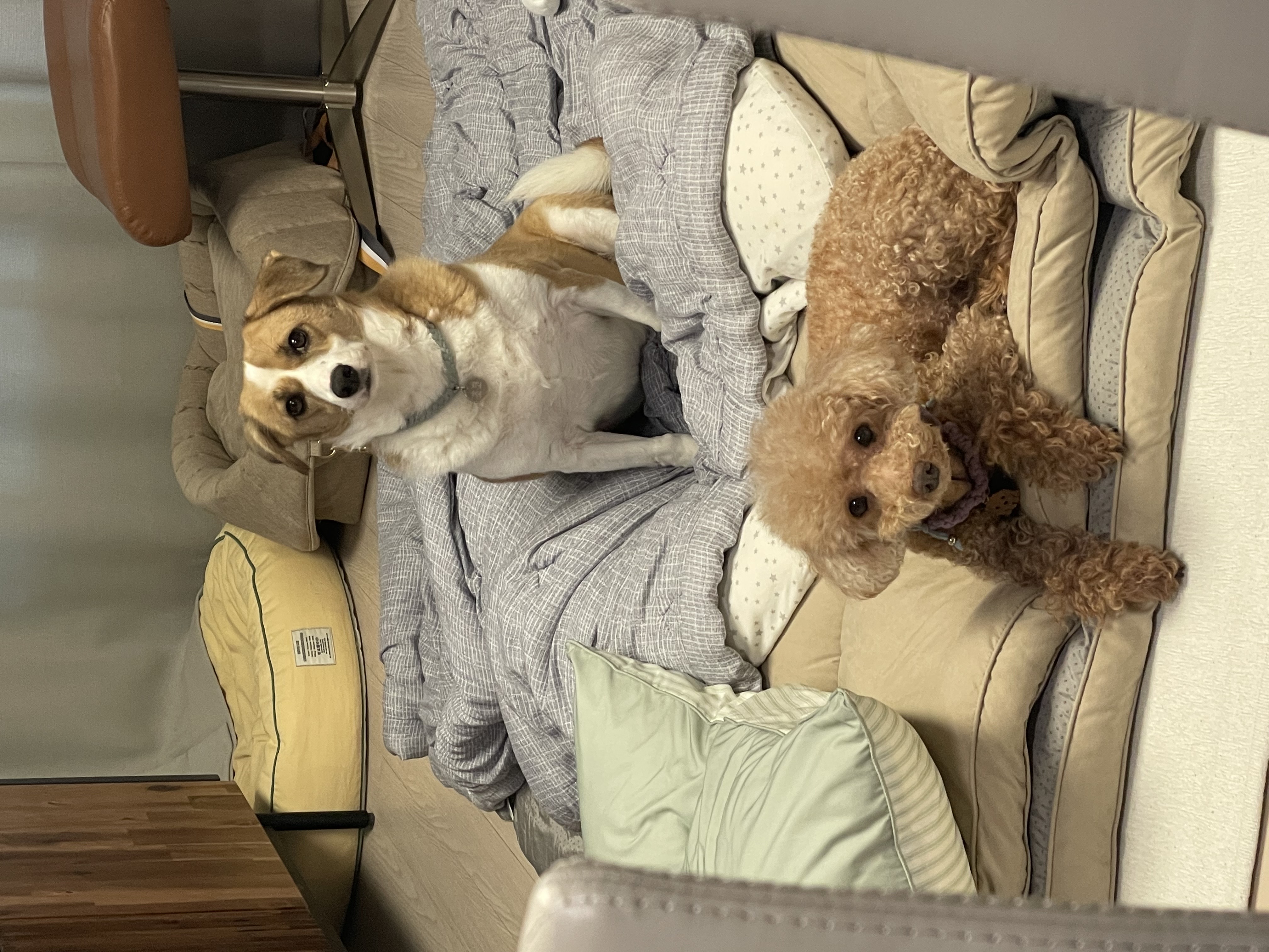 곤지암 헤이즐 입양 4주년 후기 입니다~