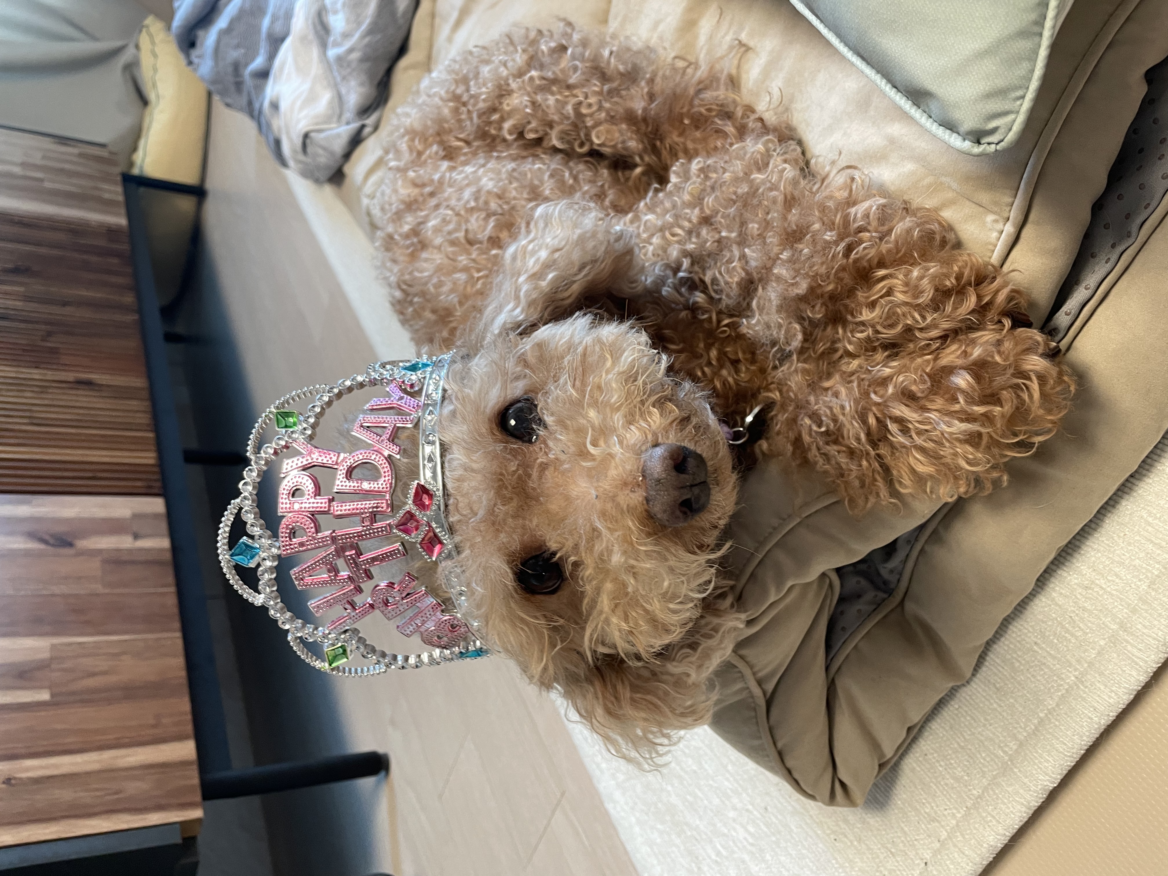 곤지암 헤이즐 입양 4주년 후기 입니다~