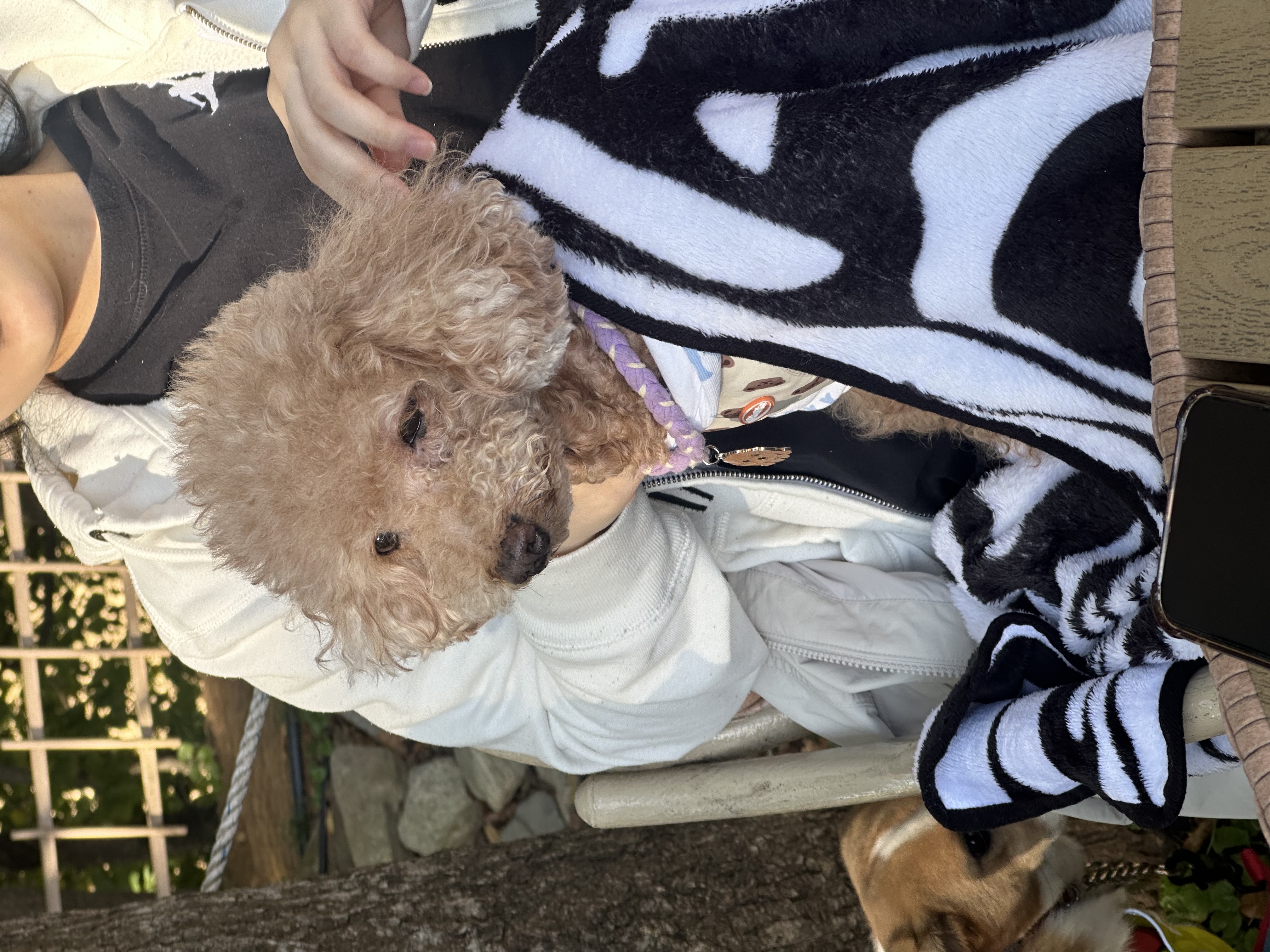 곤지암 헤이즐 입양 4주년 후기 입니다~