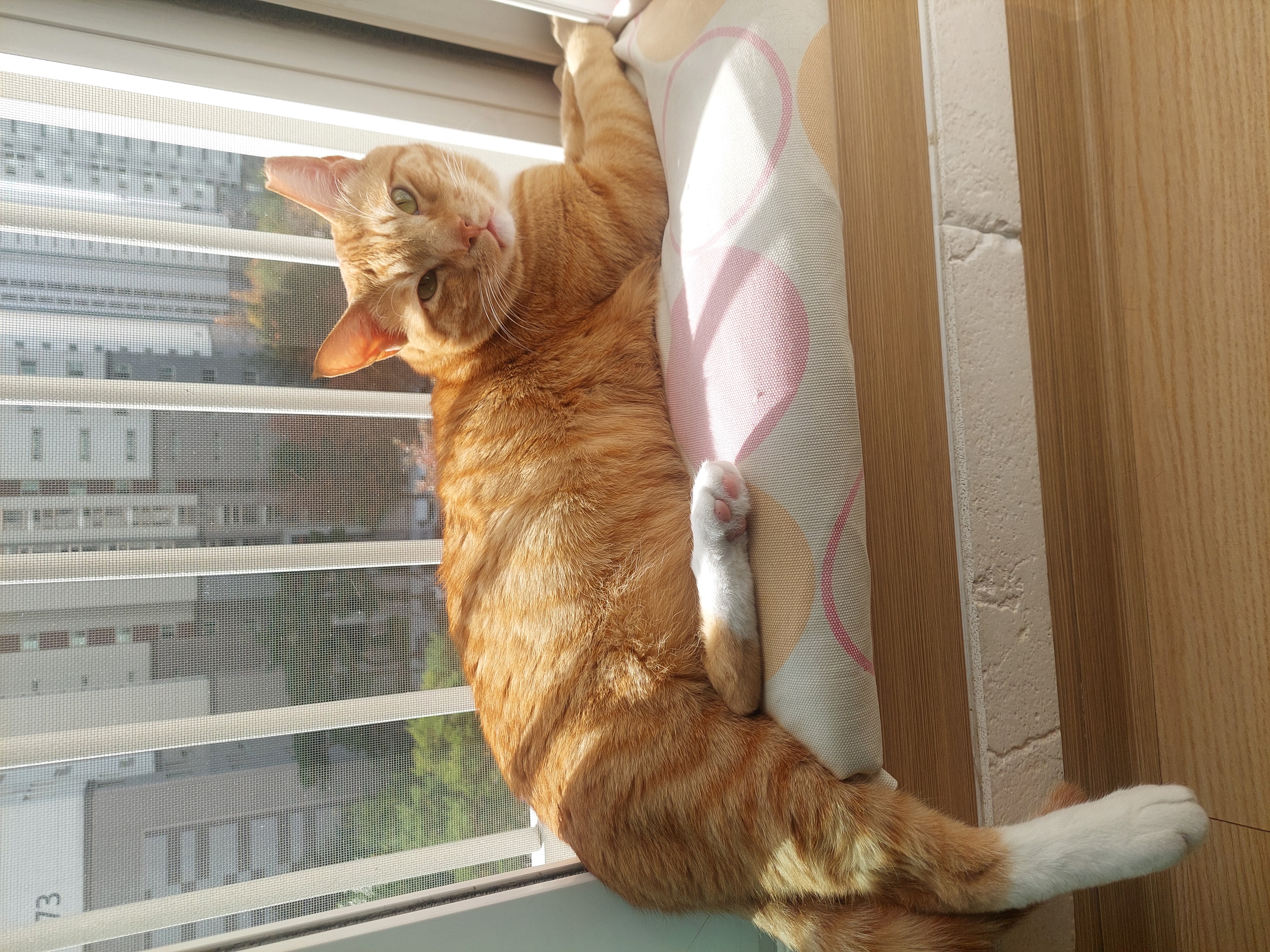 가을이와 맞이하는 세번째 여름