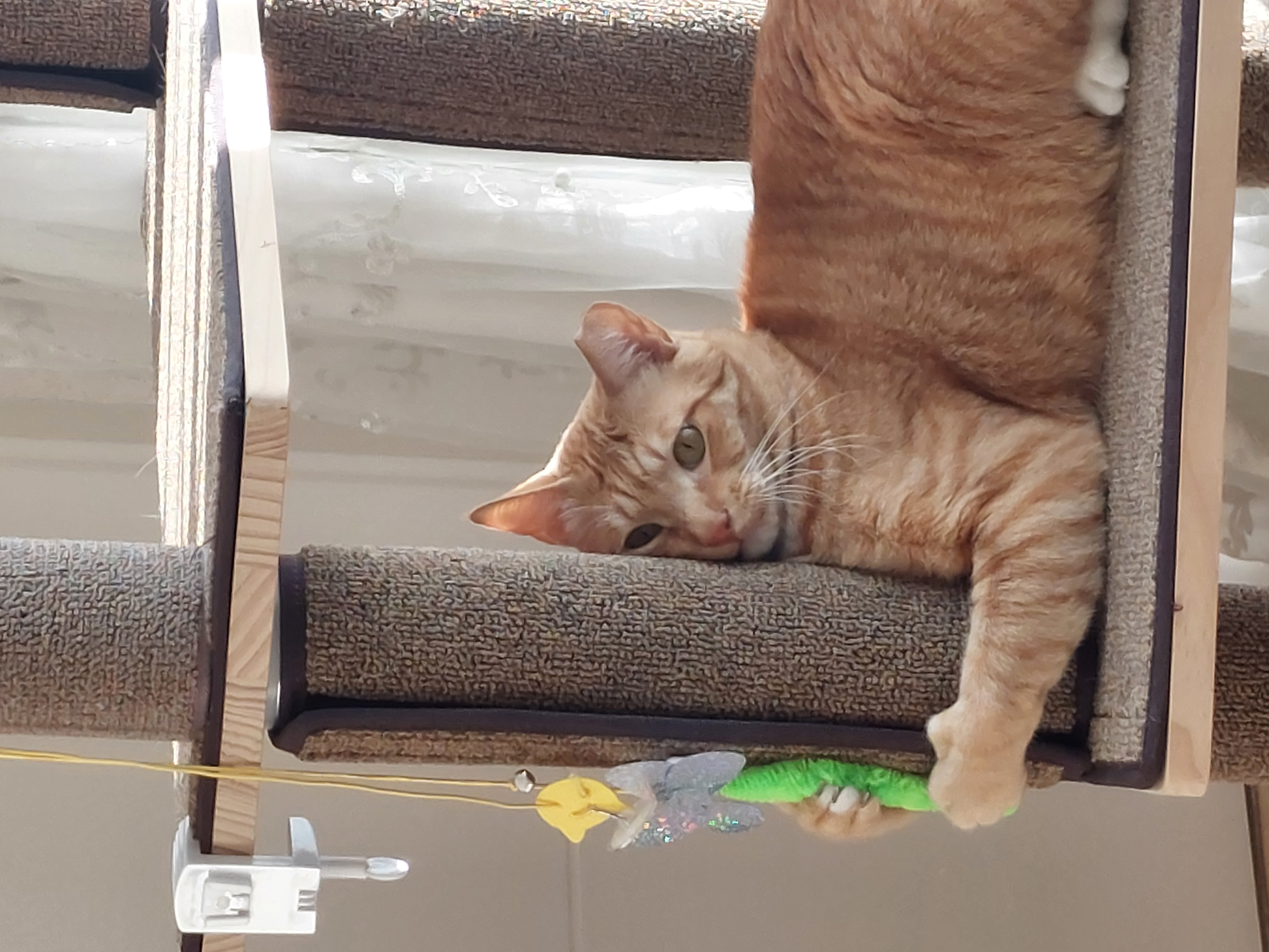 가을이와 맞이하는 세번째 여름