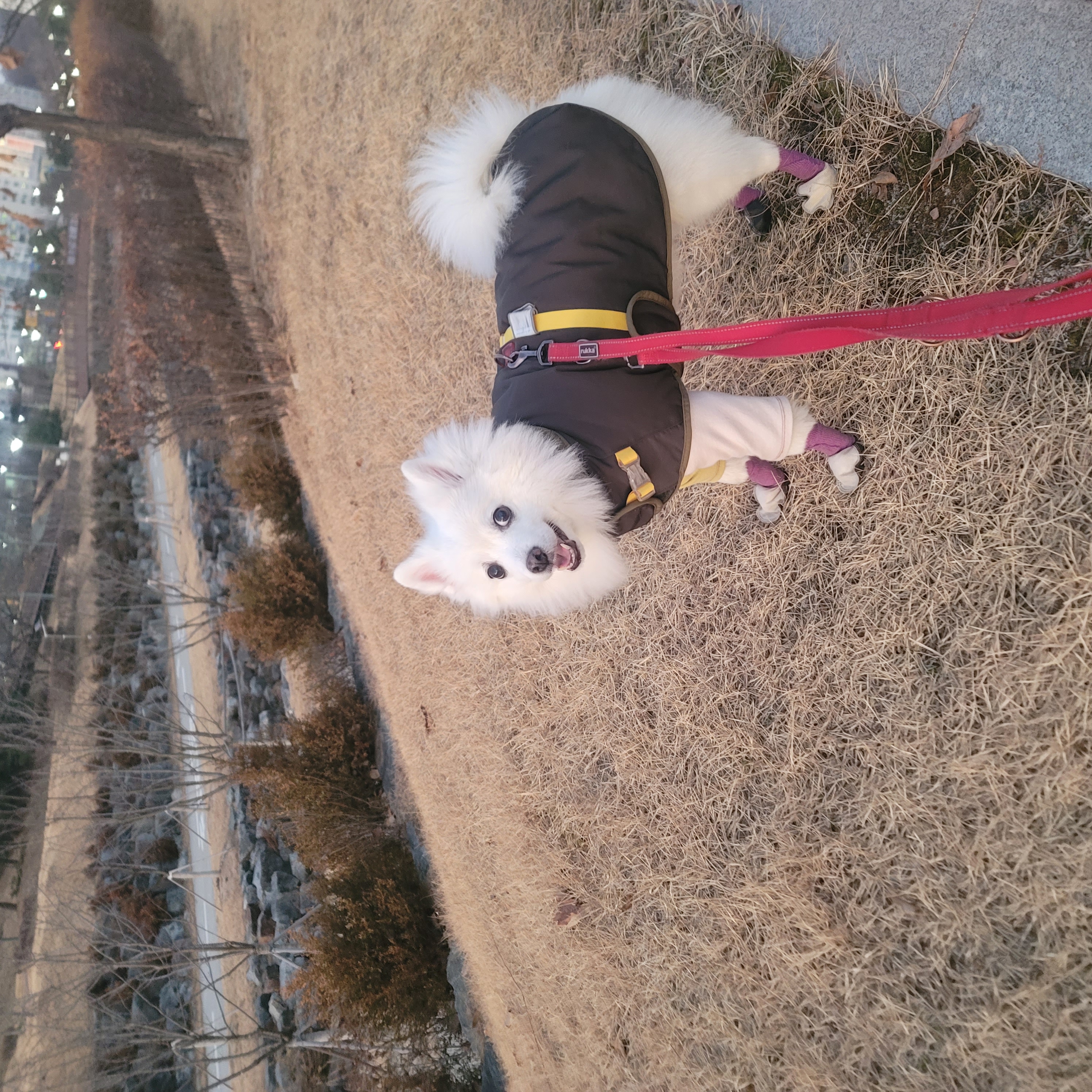 [입양5주년후기] 동화(구.바밤바) 소식 전해드려요~