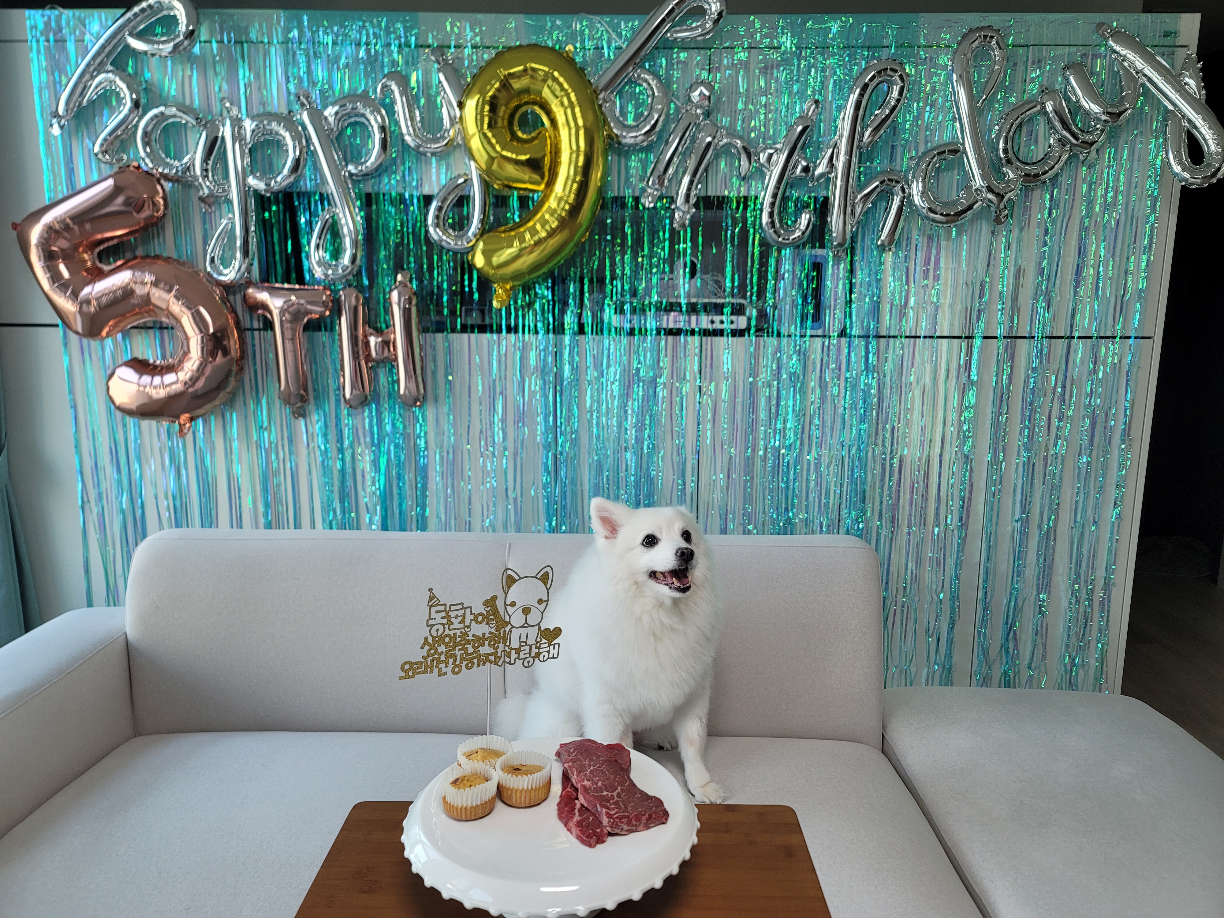 [입양5주년후기] 동화(구.바밤바) 소식 전해드려요~